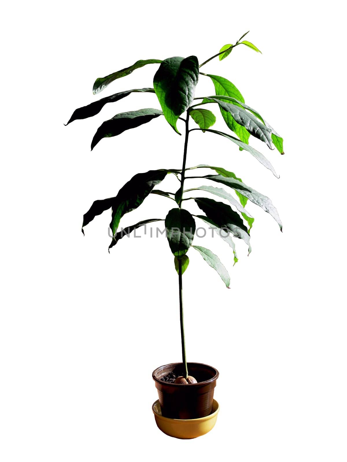 Avokado