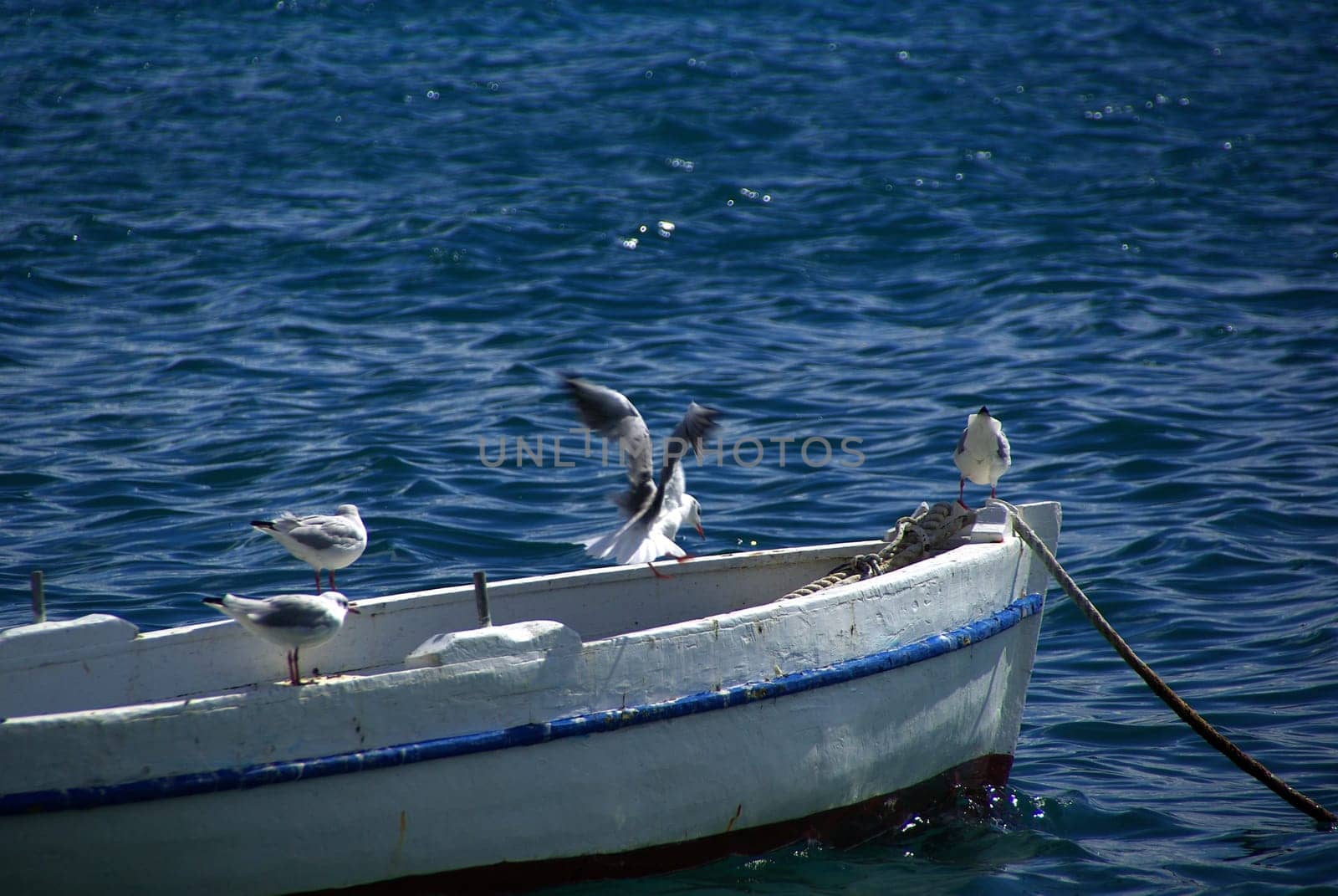 Seagull 05