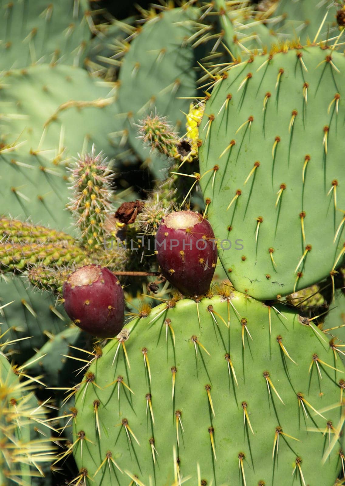Opuntia 03