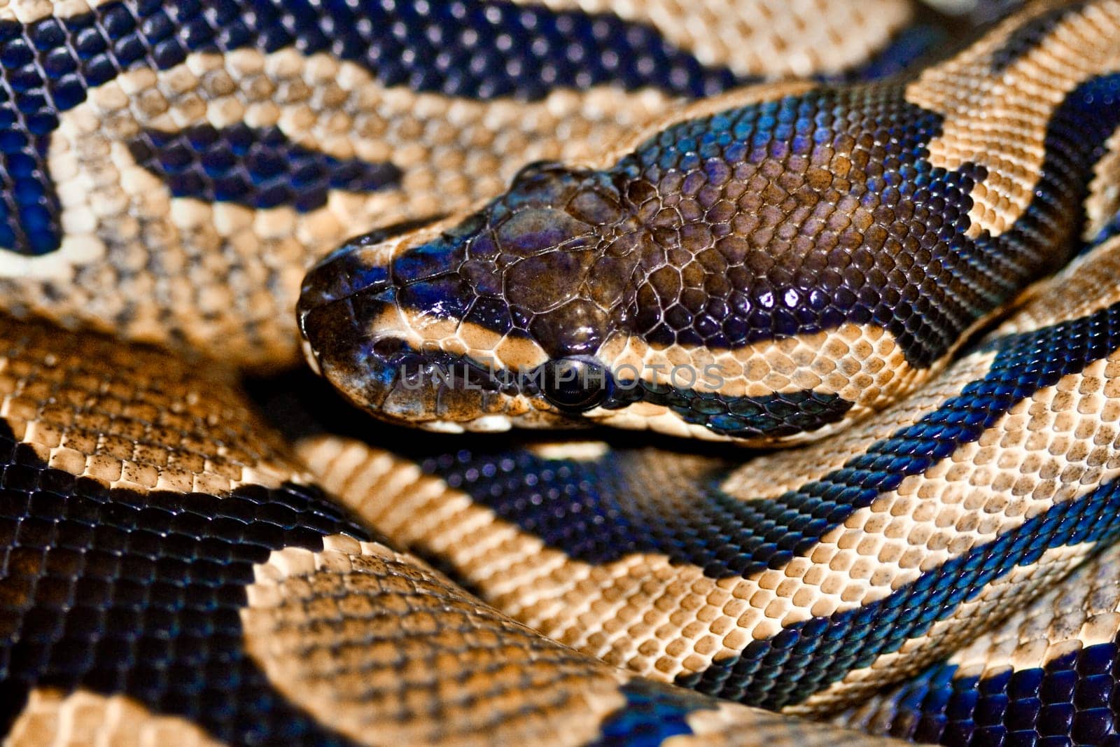 The king python is one of the smaller representatives of the giant snakes. In German-speaking countries,the Königsp. also called ball python. The name came from the defensive attitude typical of this python. He forms his body into a ball in which