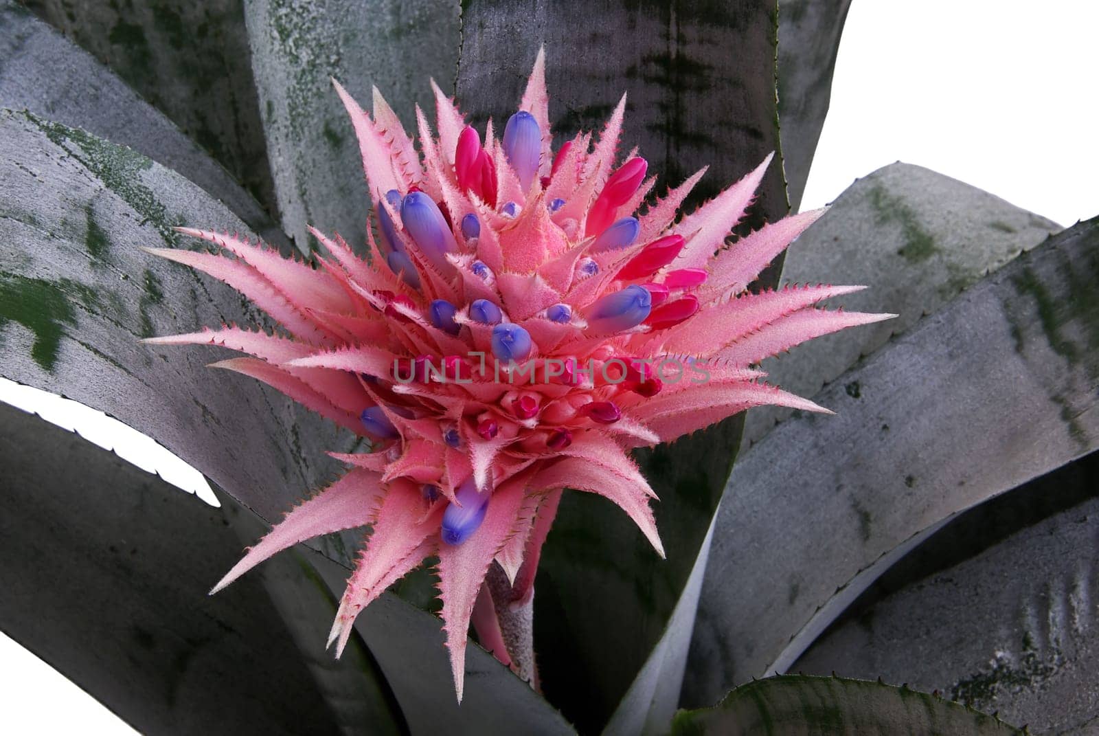 Bromeliad 02