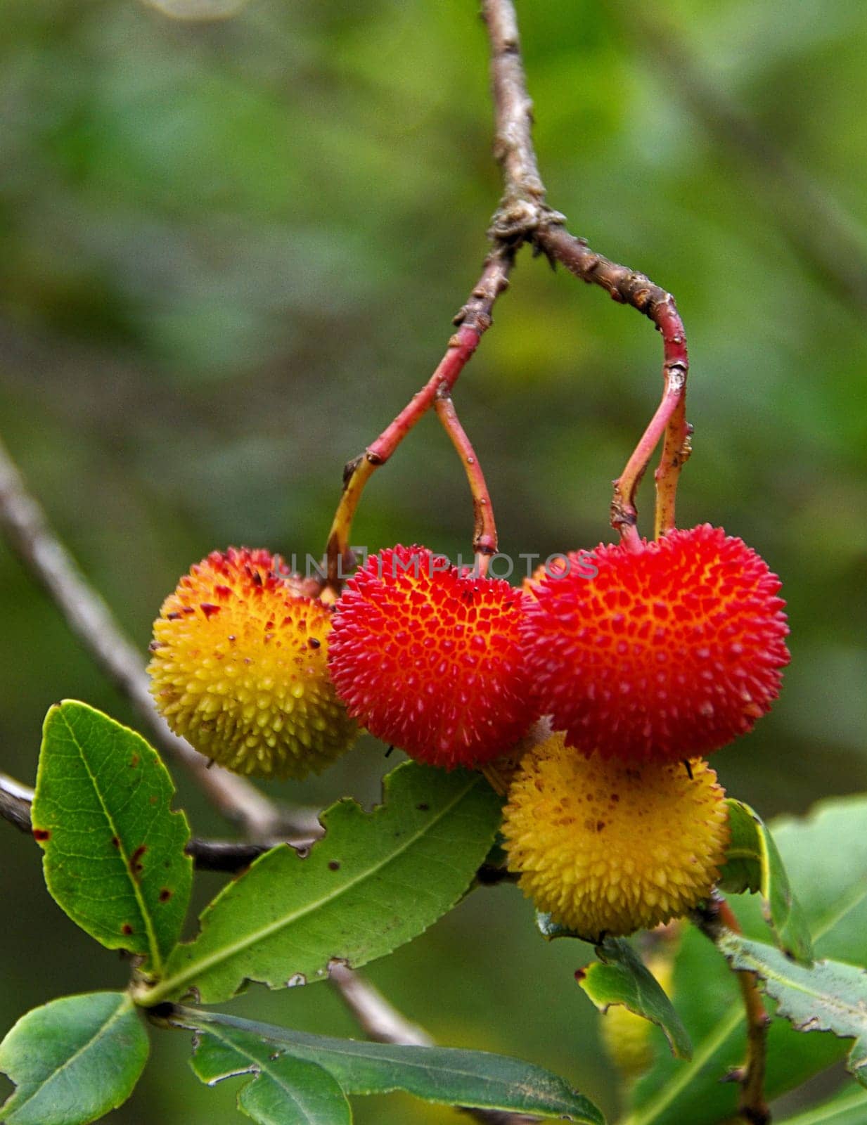 Strawberry Tree 08