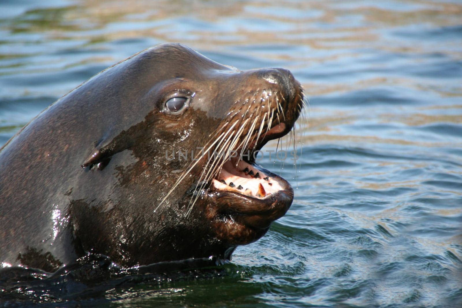 Sea lion