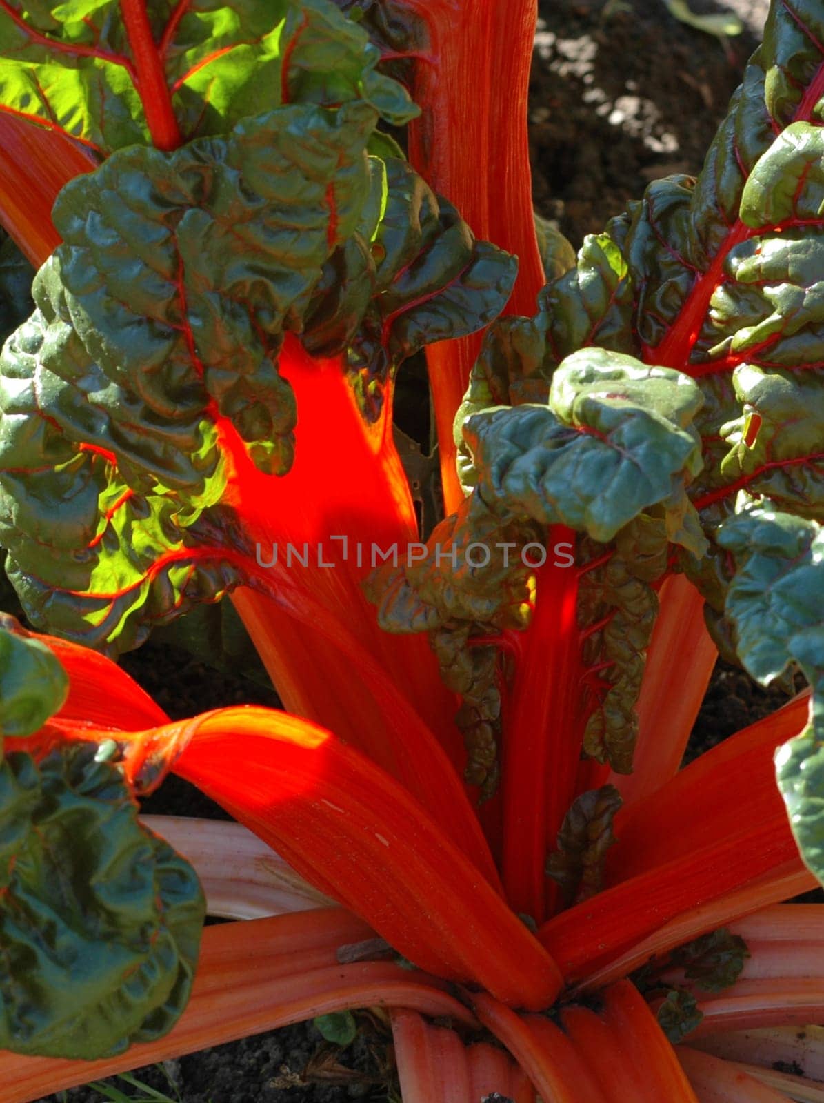 Chard
