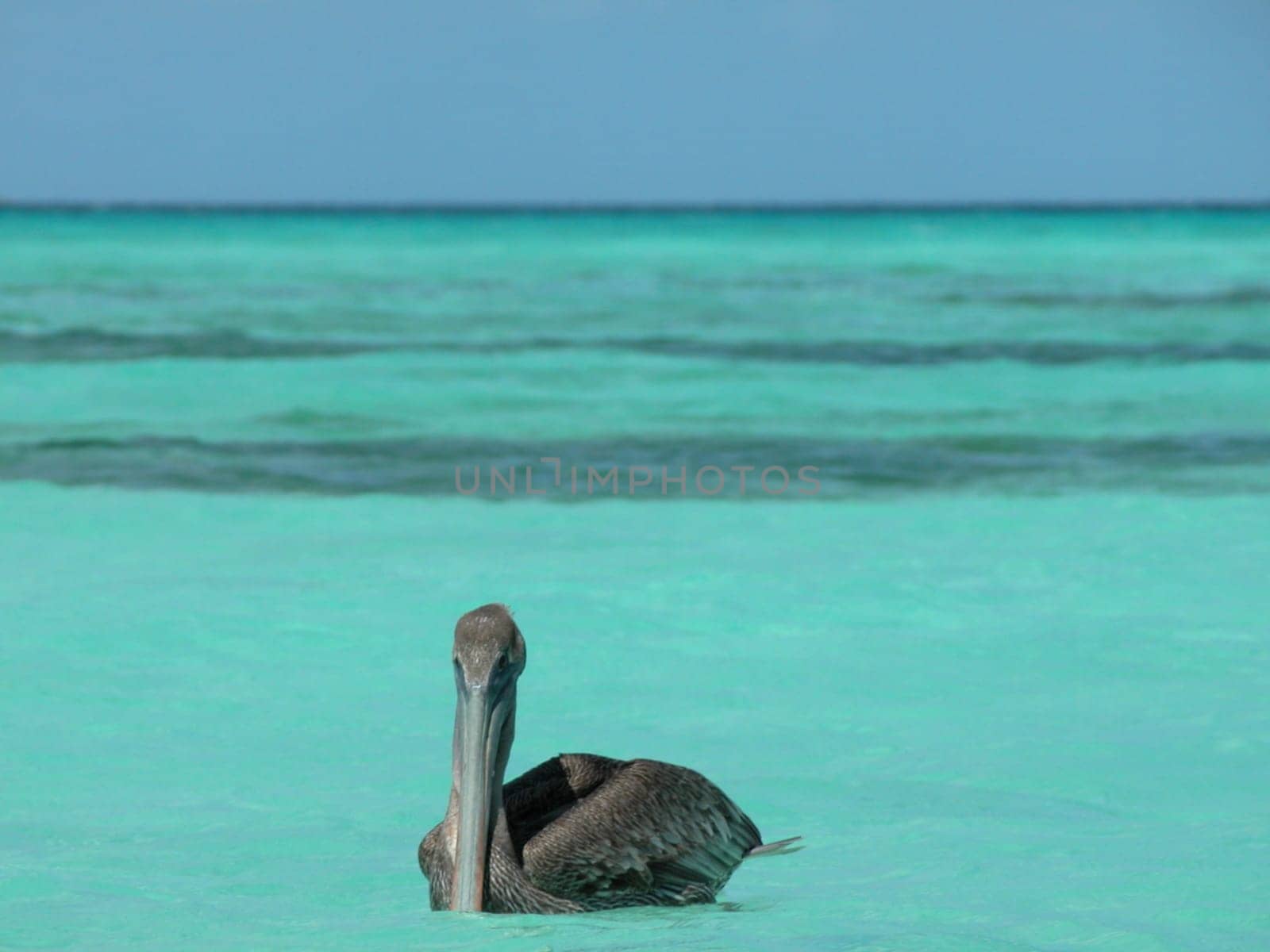 Pelican