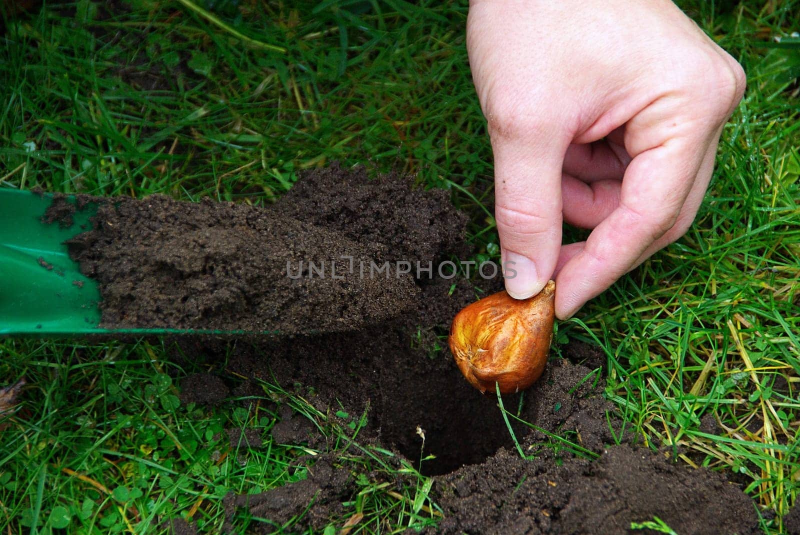 Onion Stuck 06