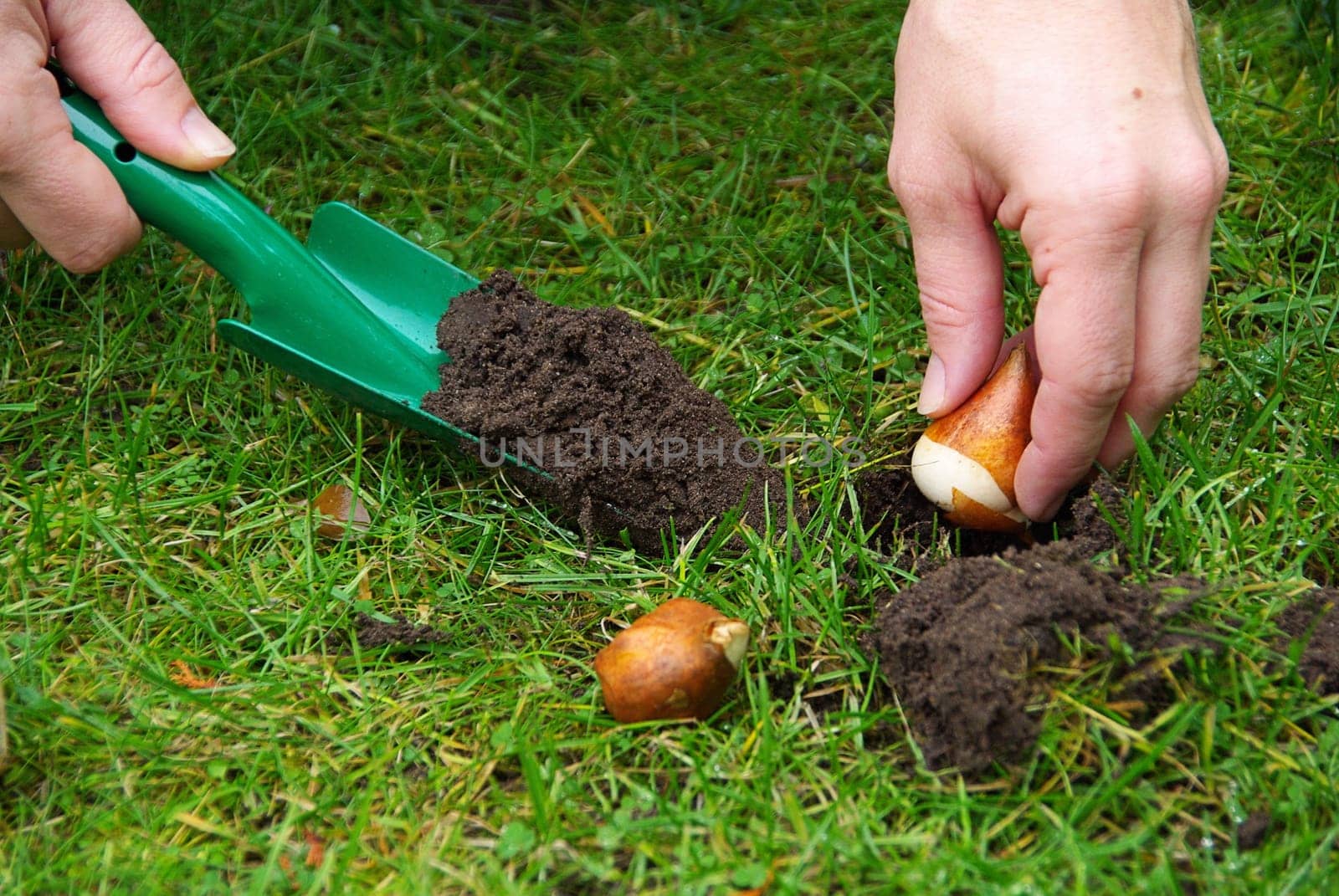 Onion Stick 05