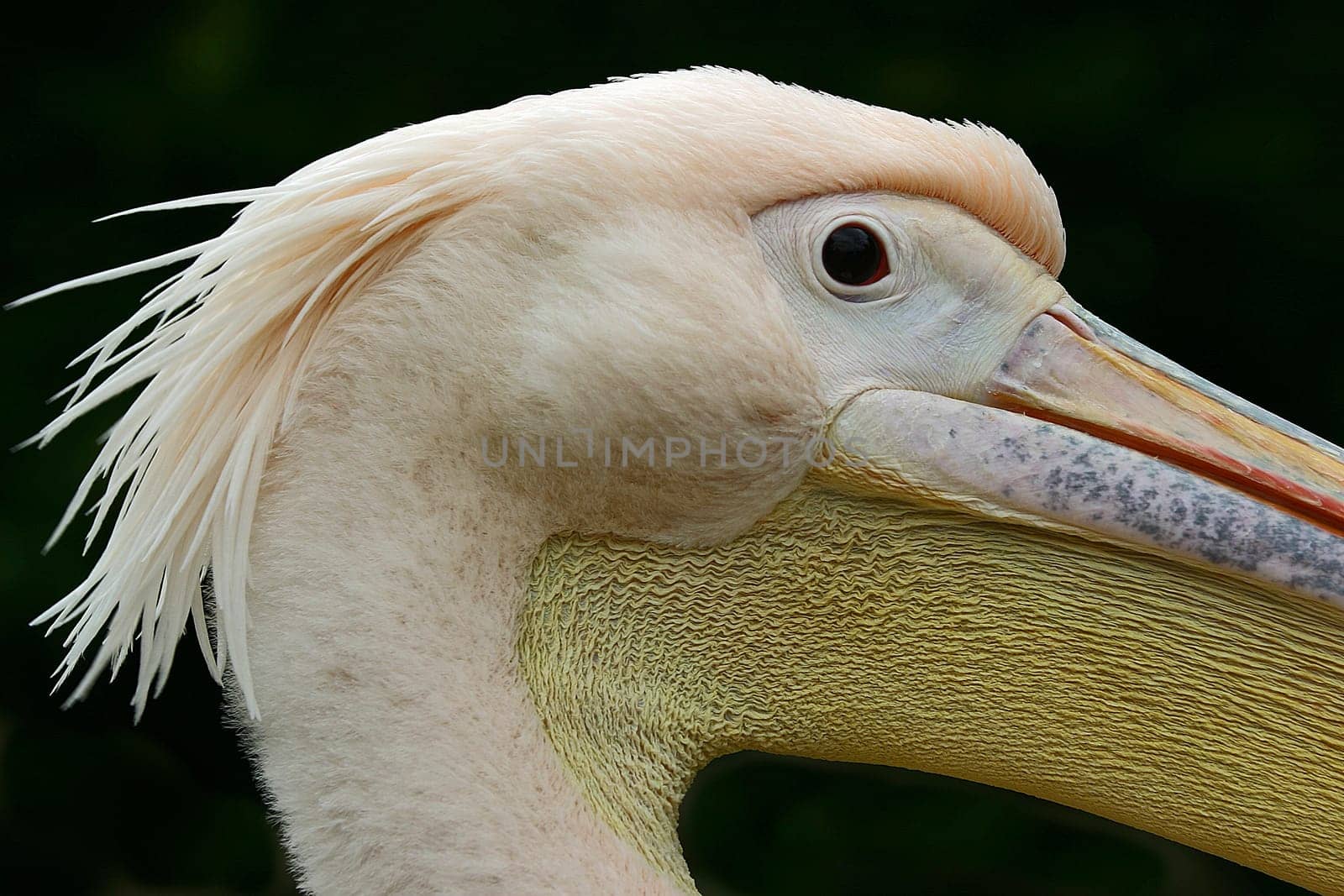 PELICAN