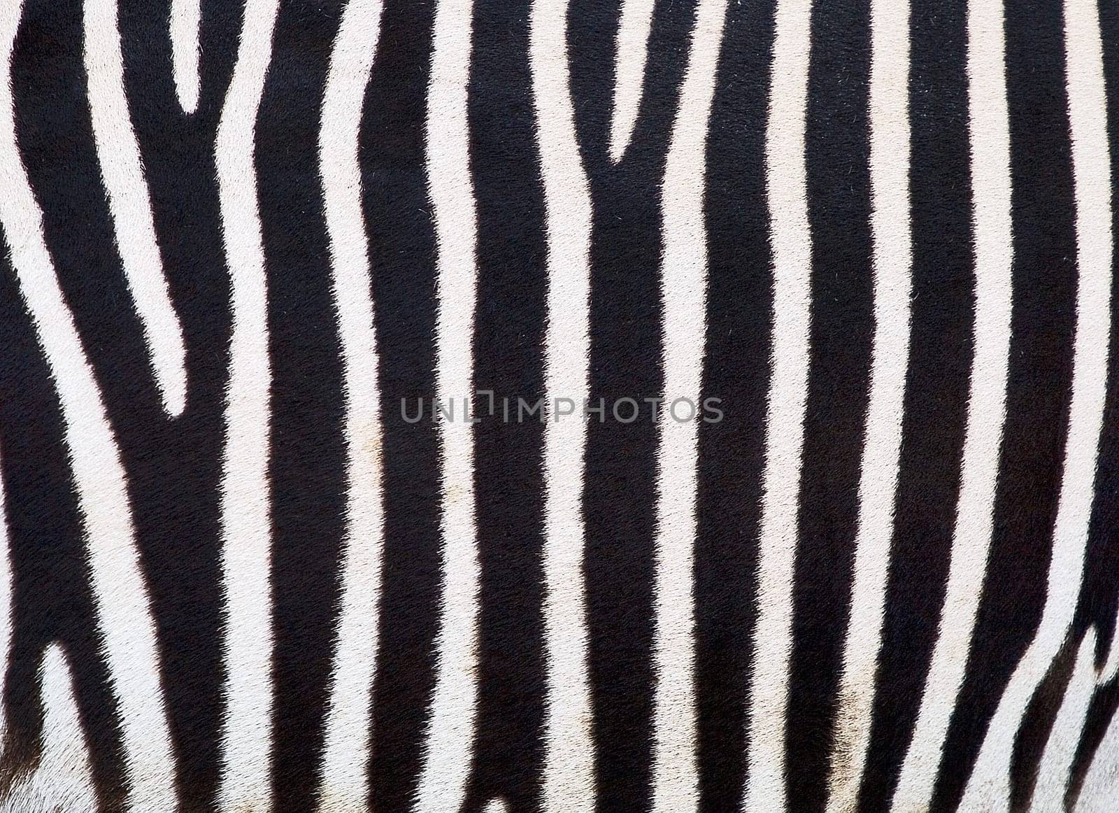 Zebra Vores