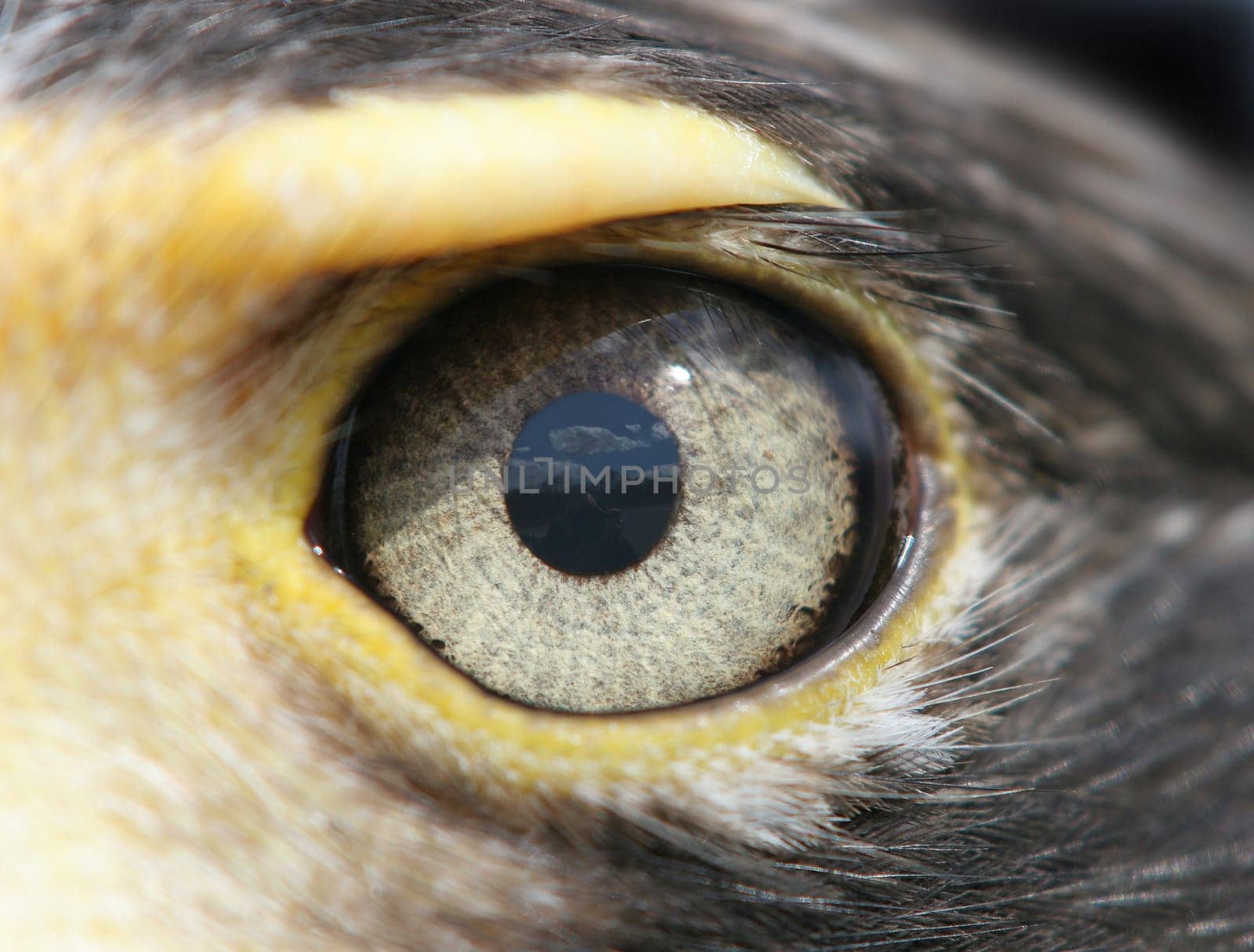 Head