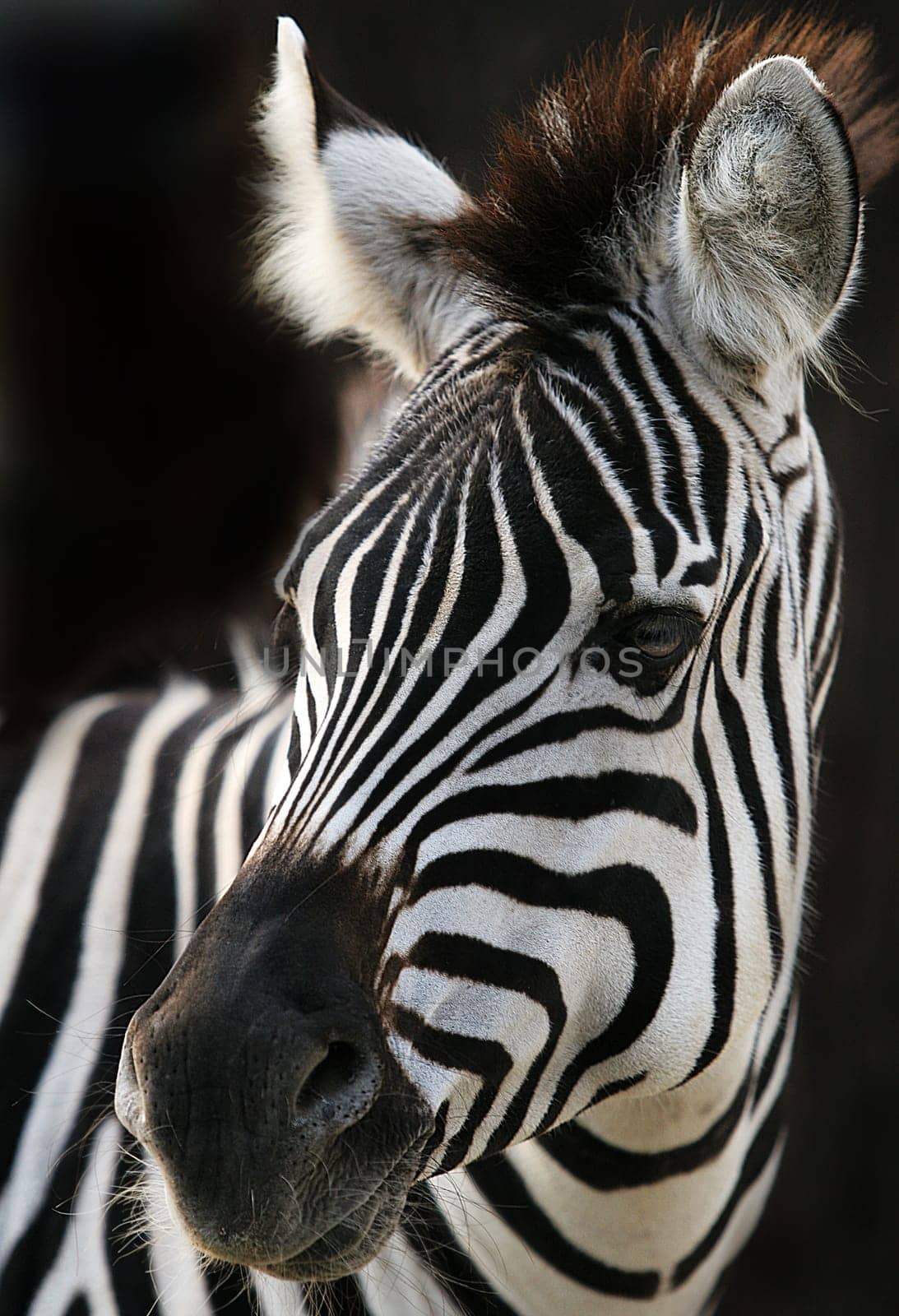 Zebra