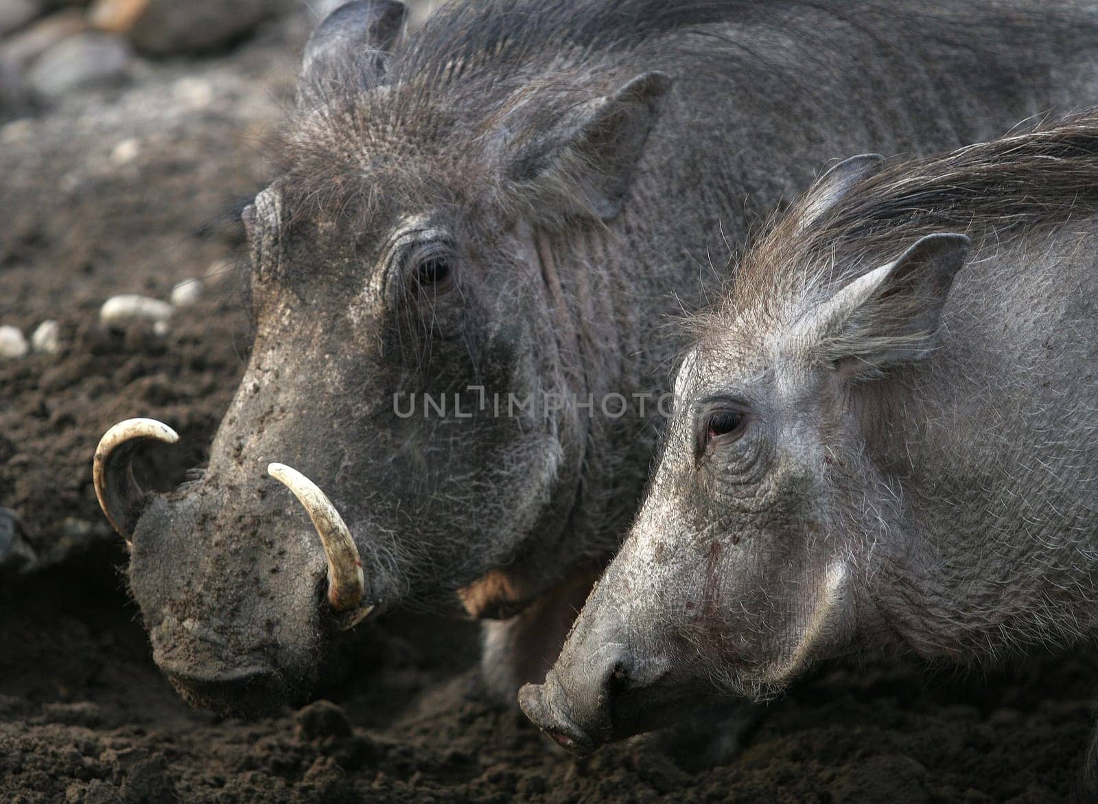 WARTHOG