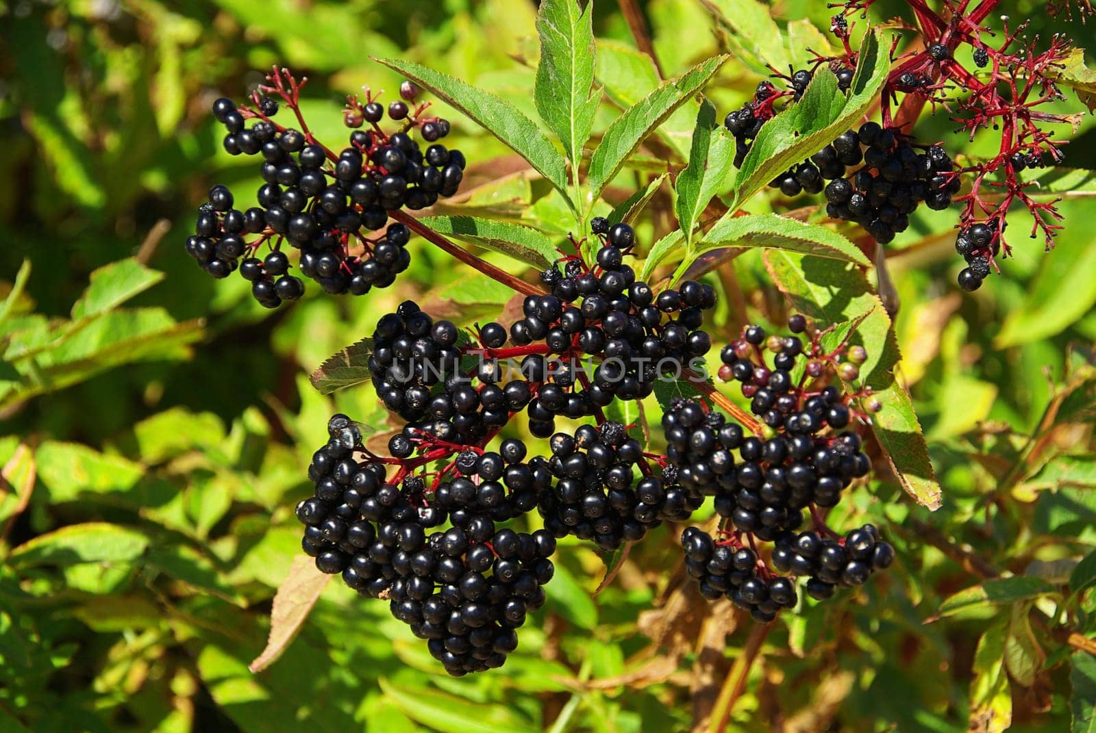 Elderberry 08