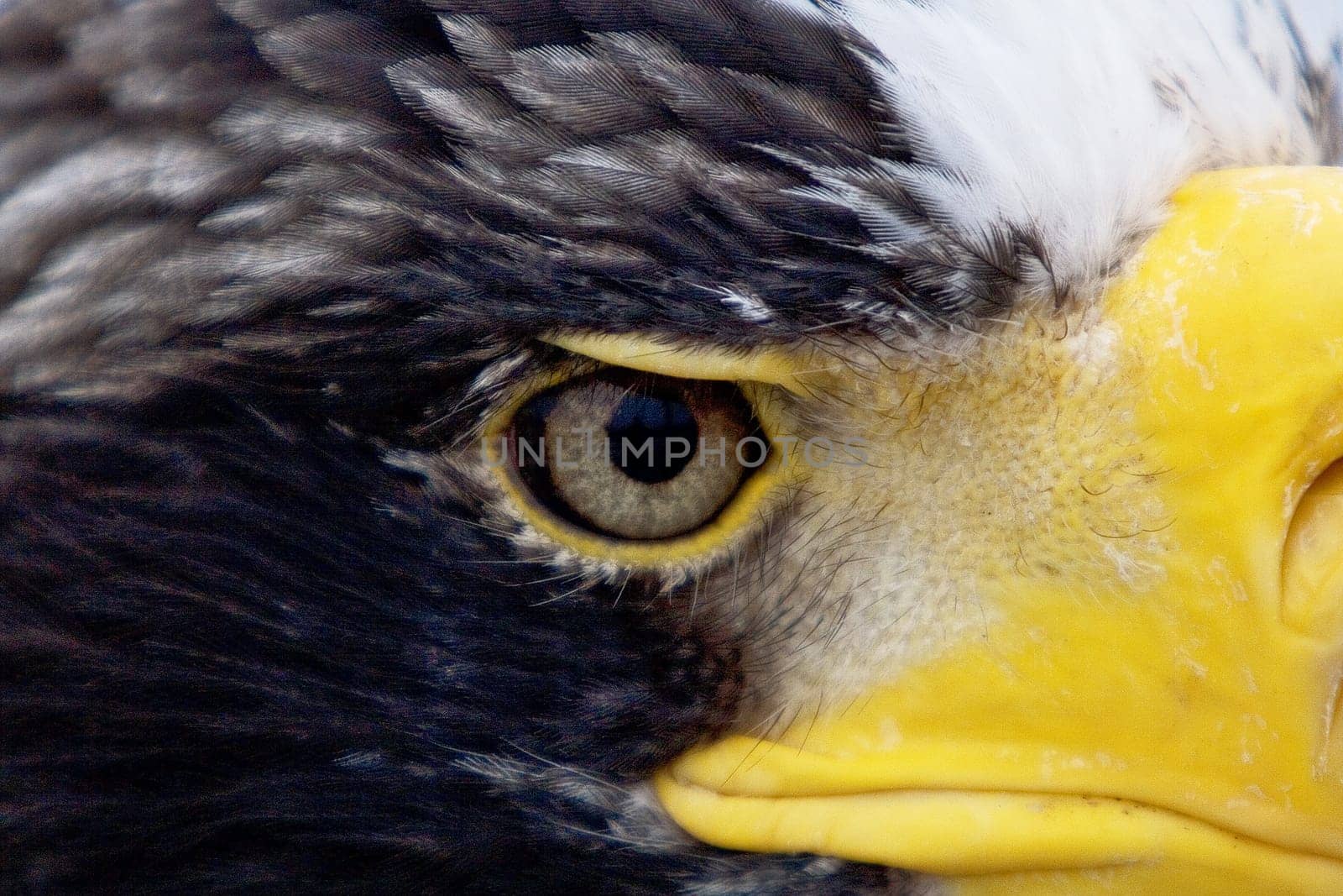 The largest bird of prey
