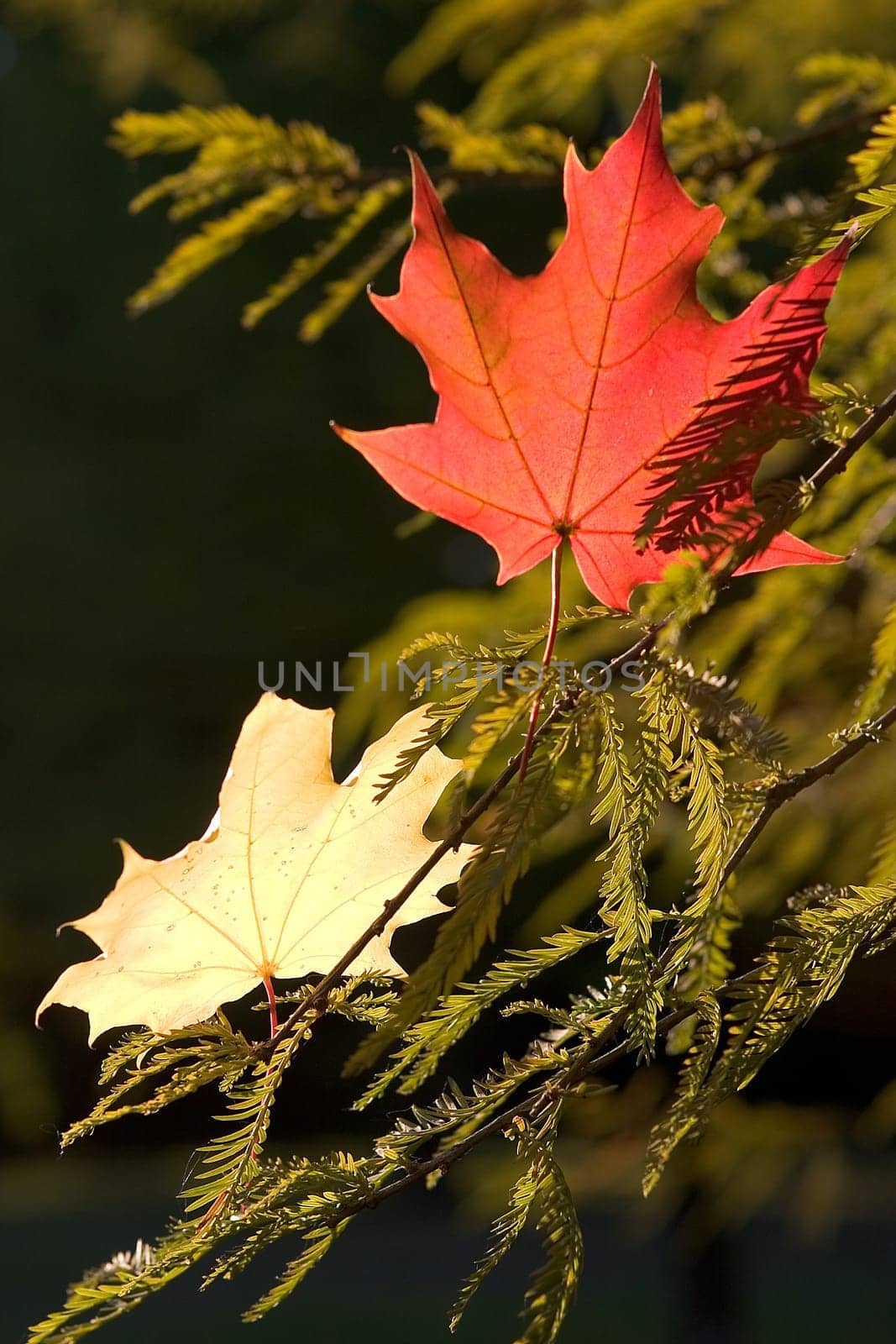 At the beginning of autumn