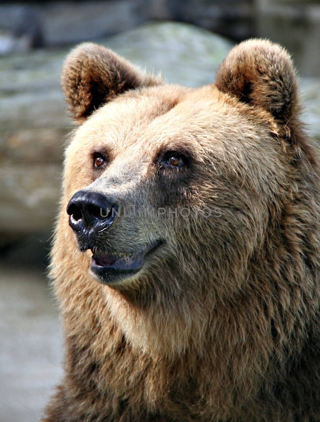 Brown BearPortrait