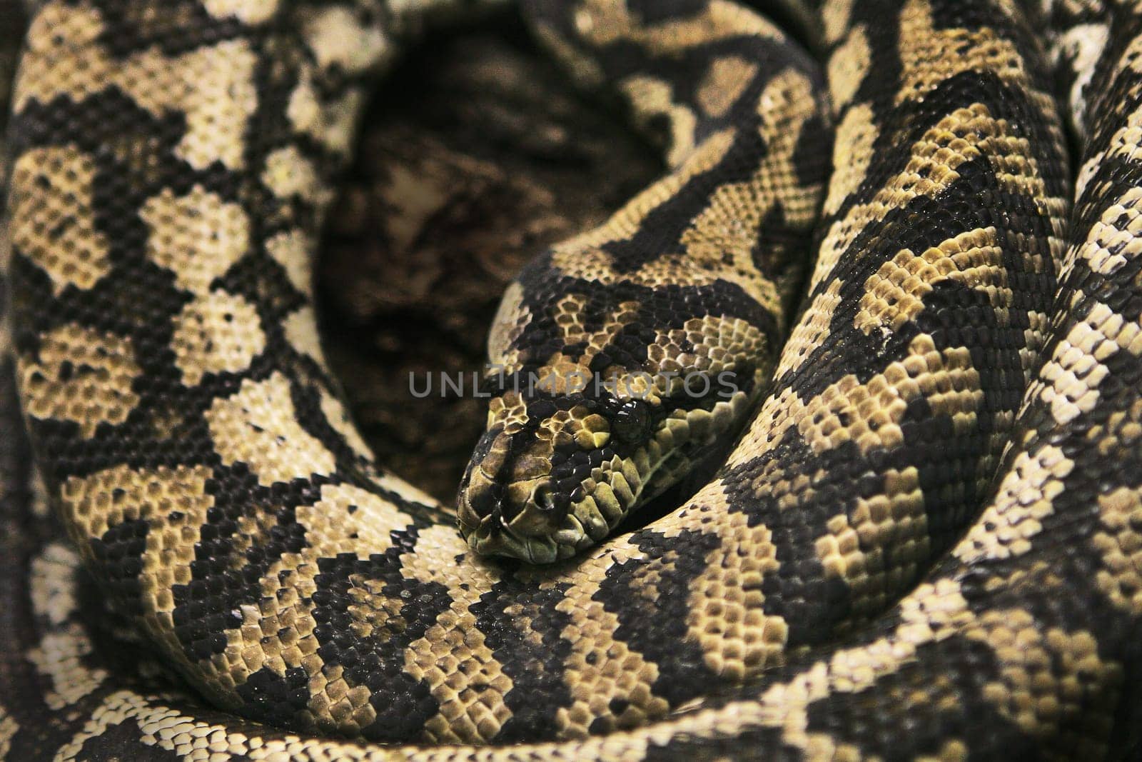 Rattlesnake