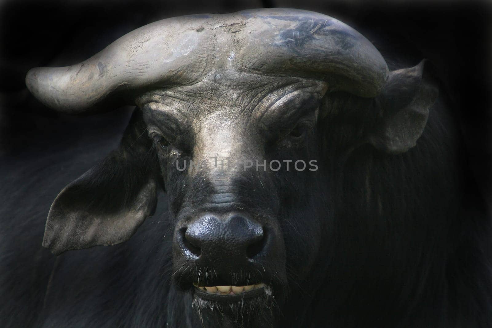 LARGE CATTLE