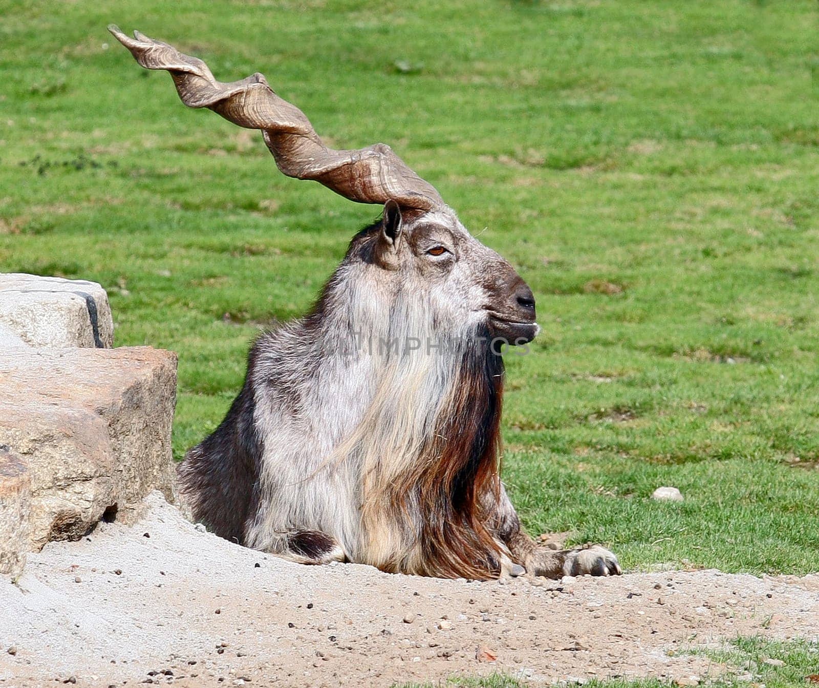 Markhor