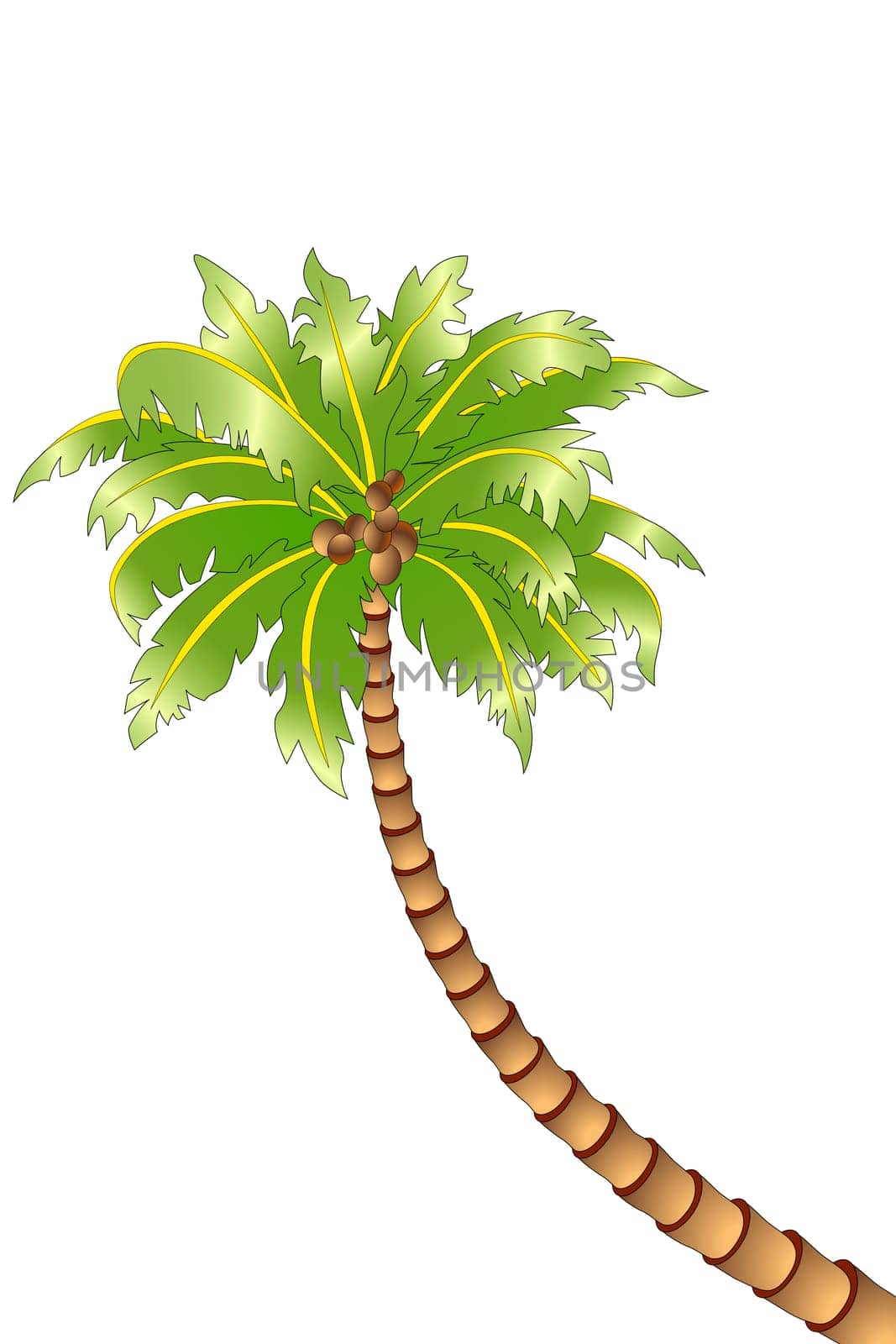 Coconut palm