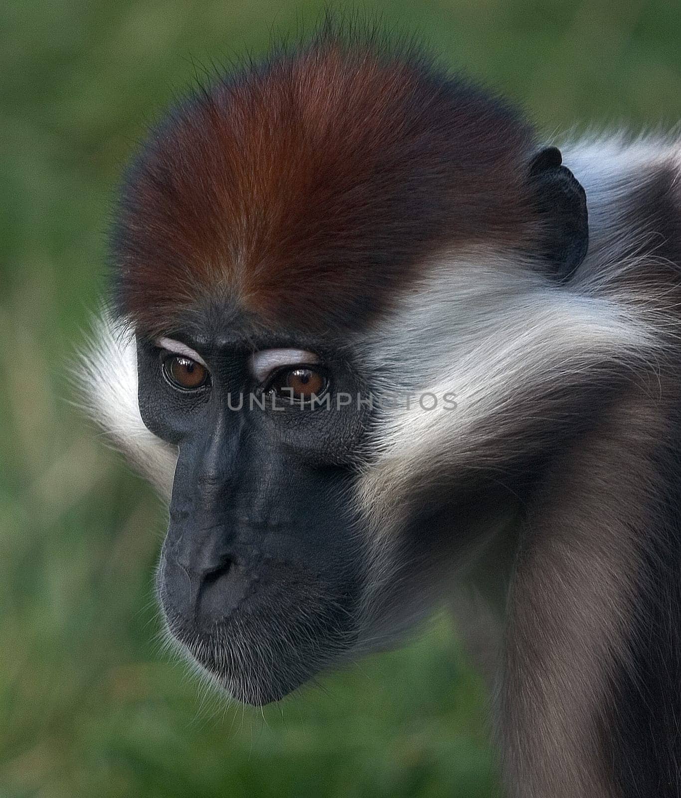 Monkey
