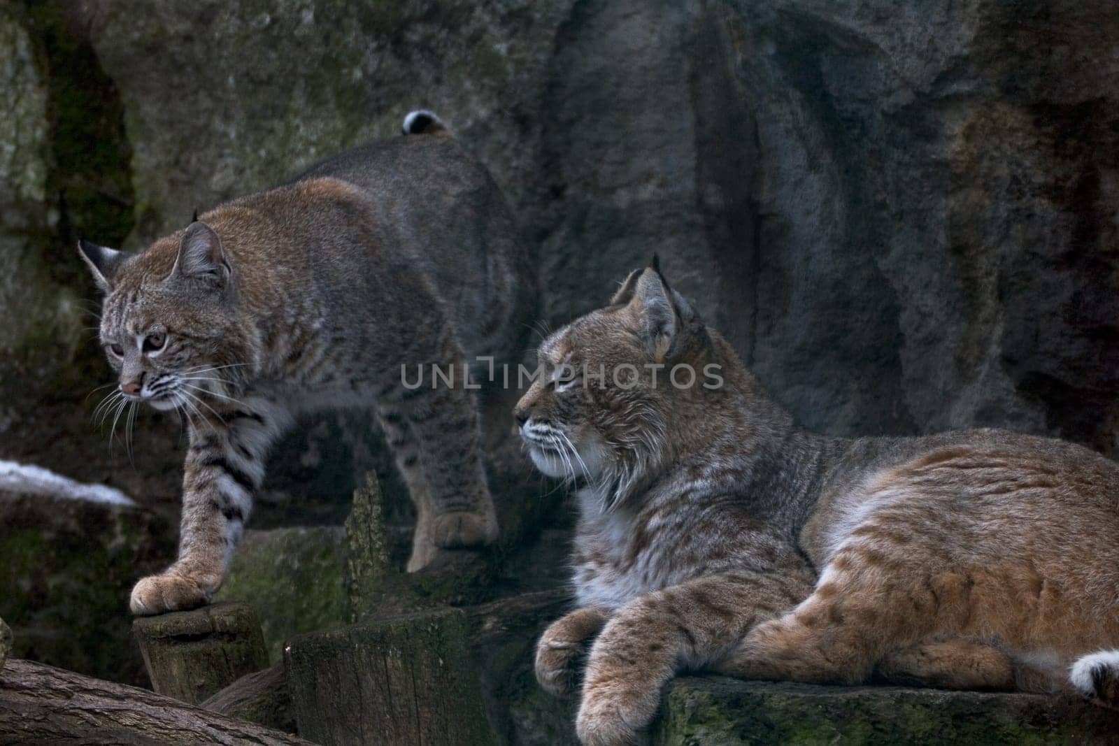 Bobcat