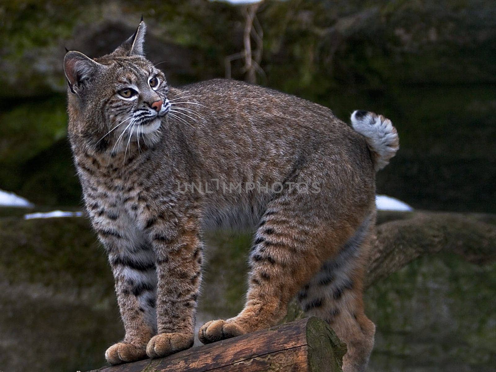 big cat