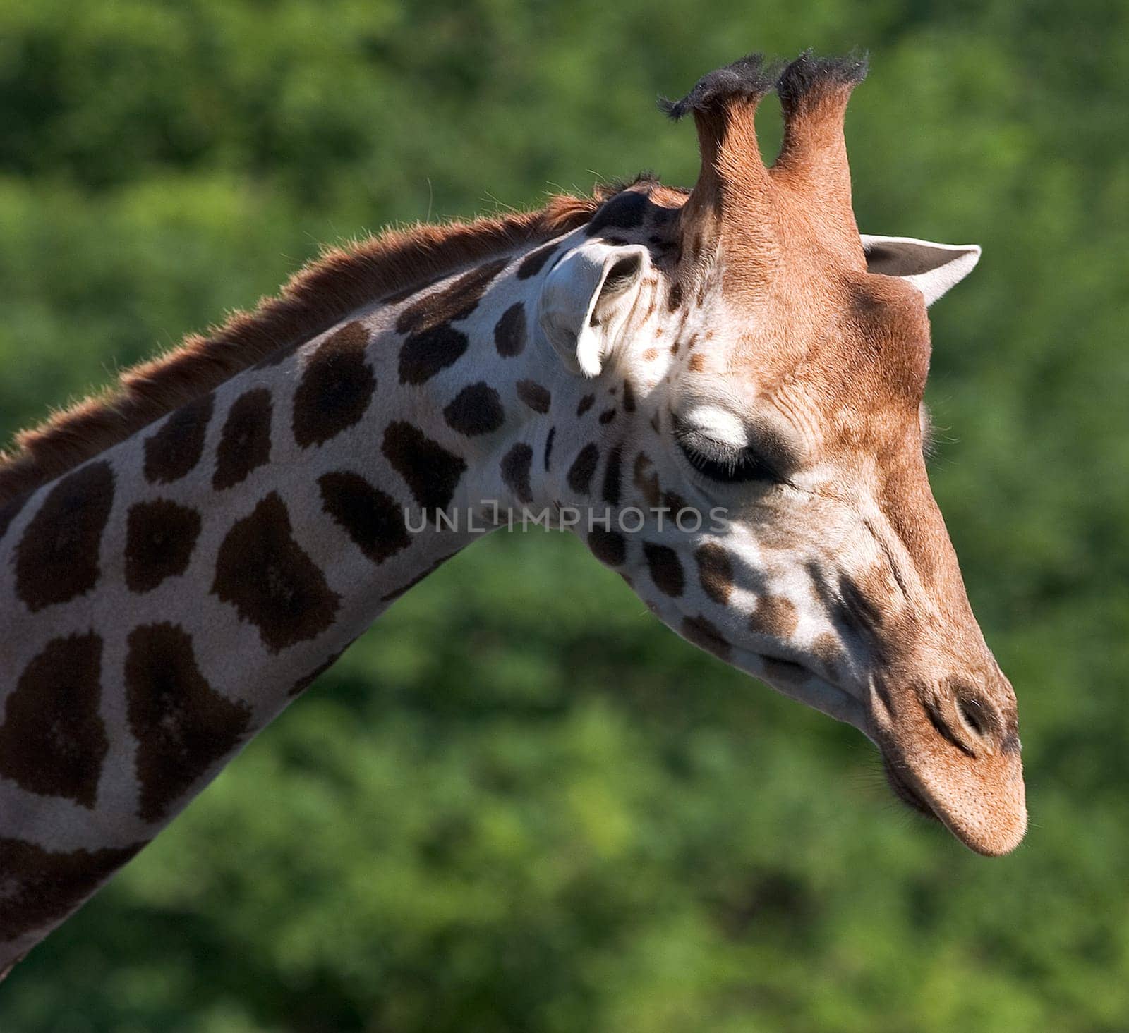 SAFARI