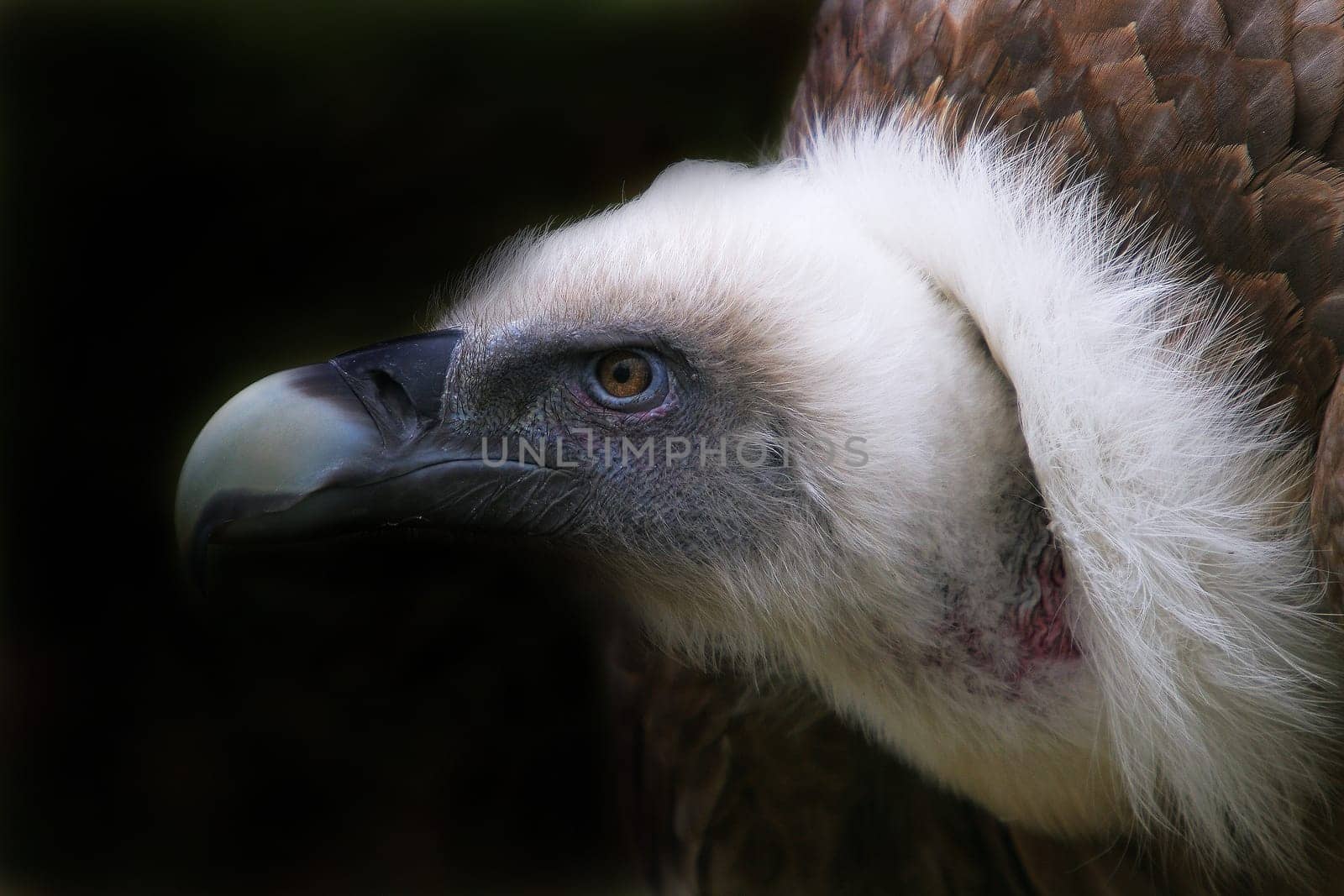 Griffon vulture