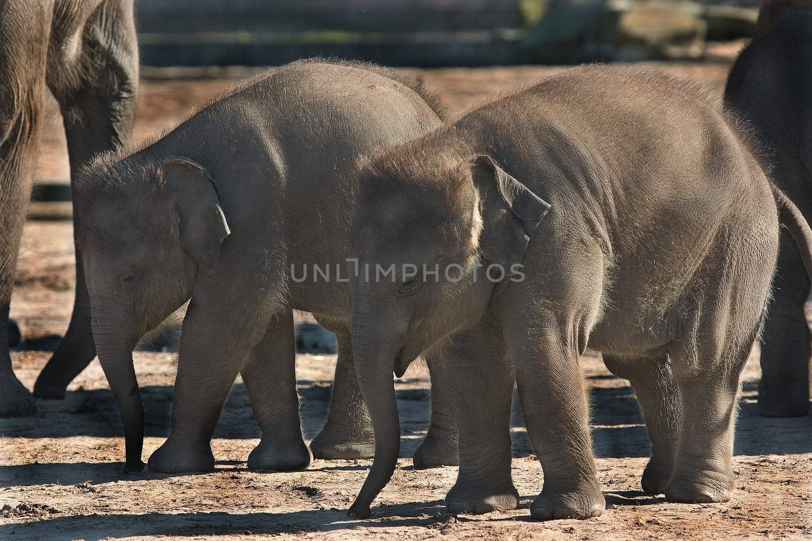 Baby Elephants