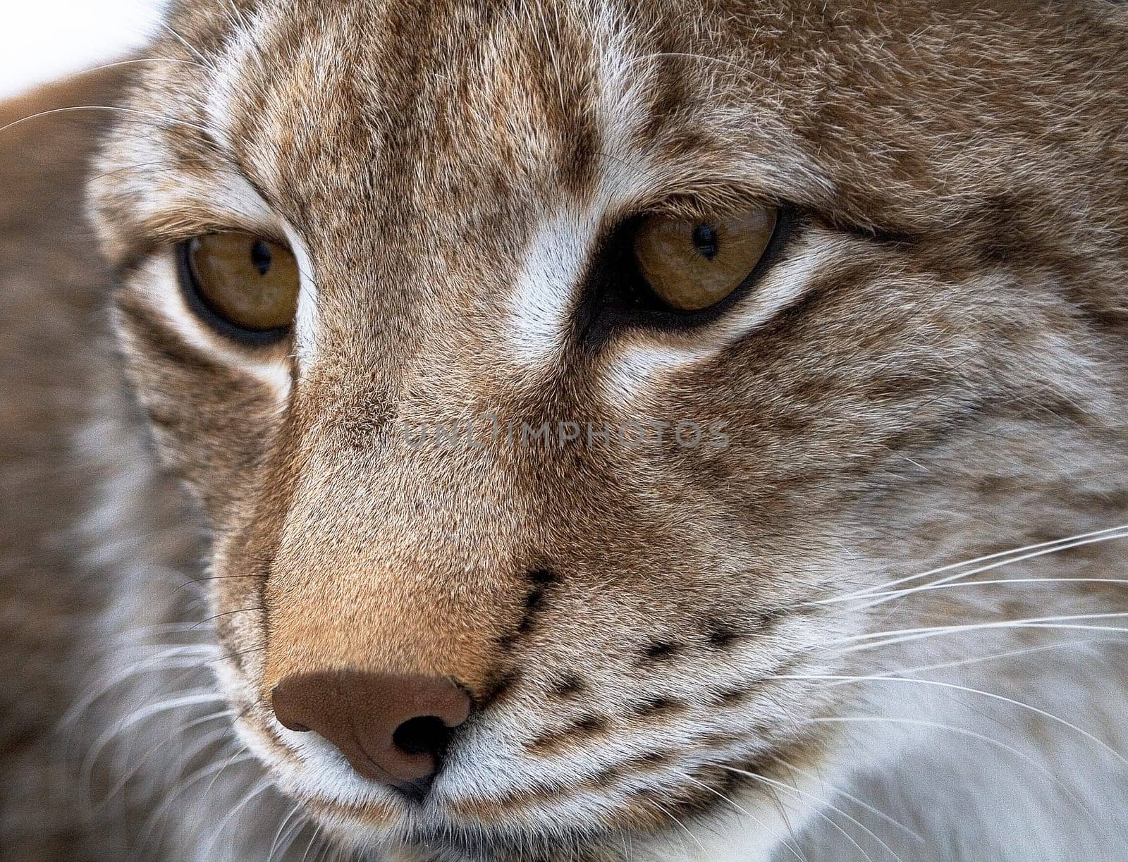 Lynx