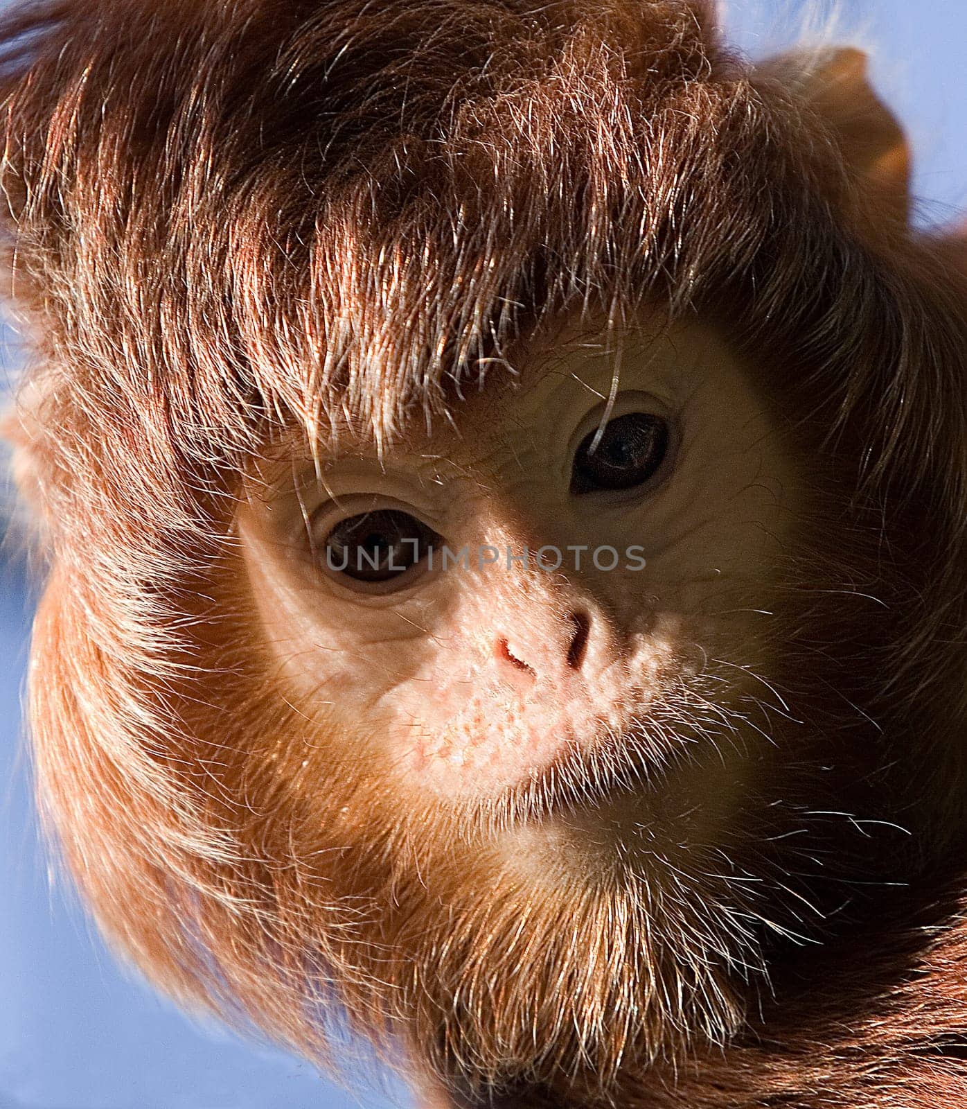 Moment (Crested Langur)