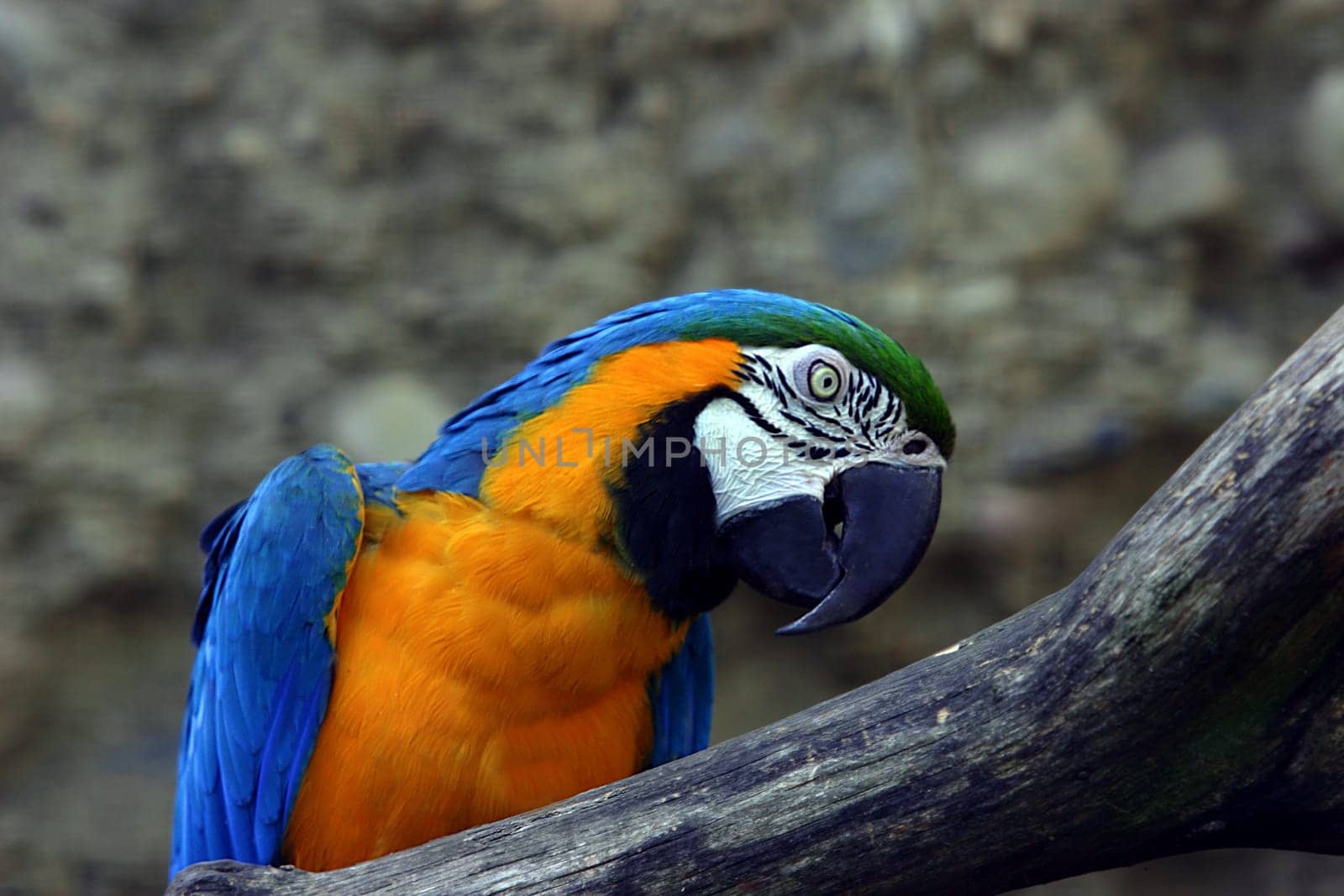 Parrot