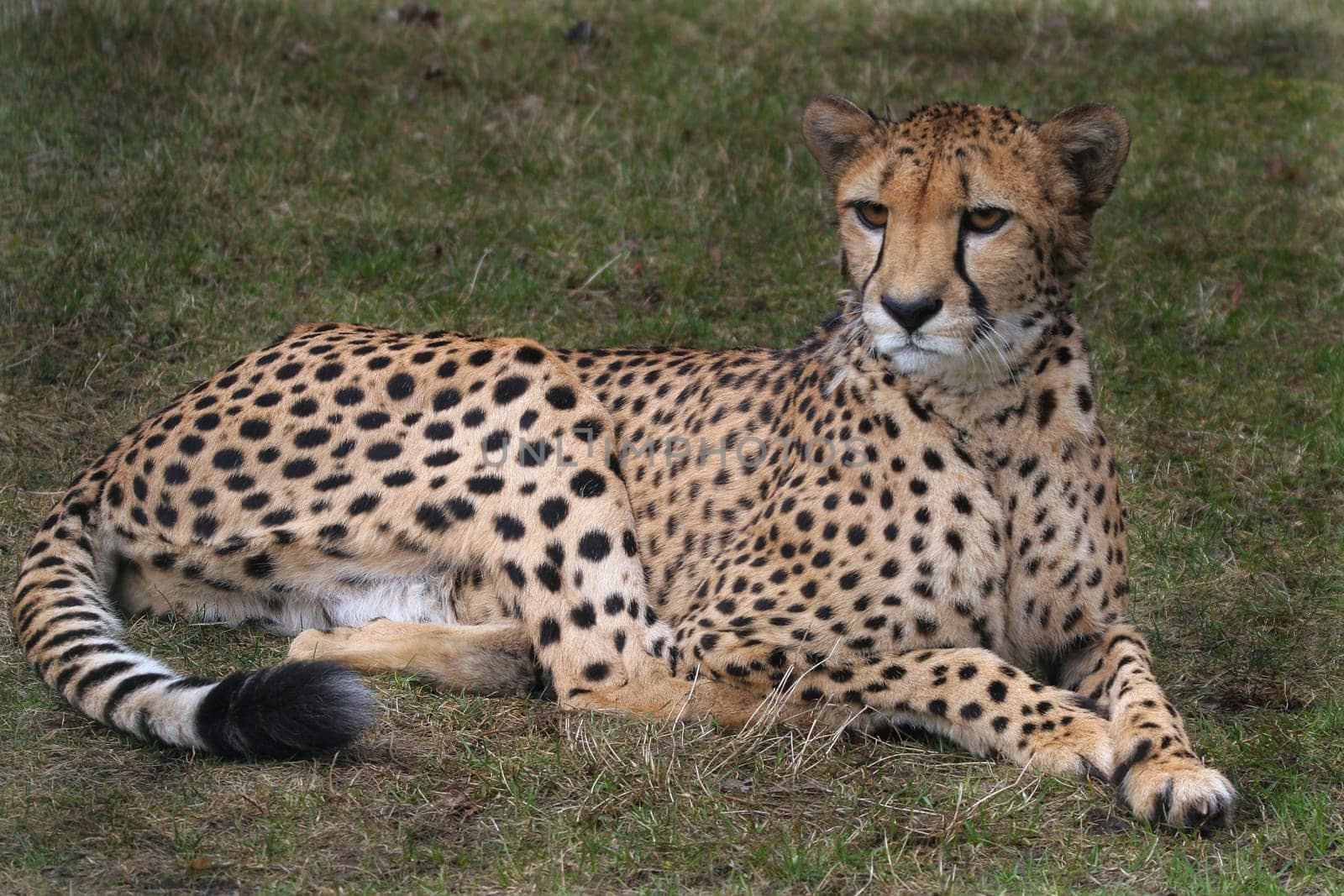 Cheetah