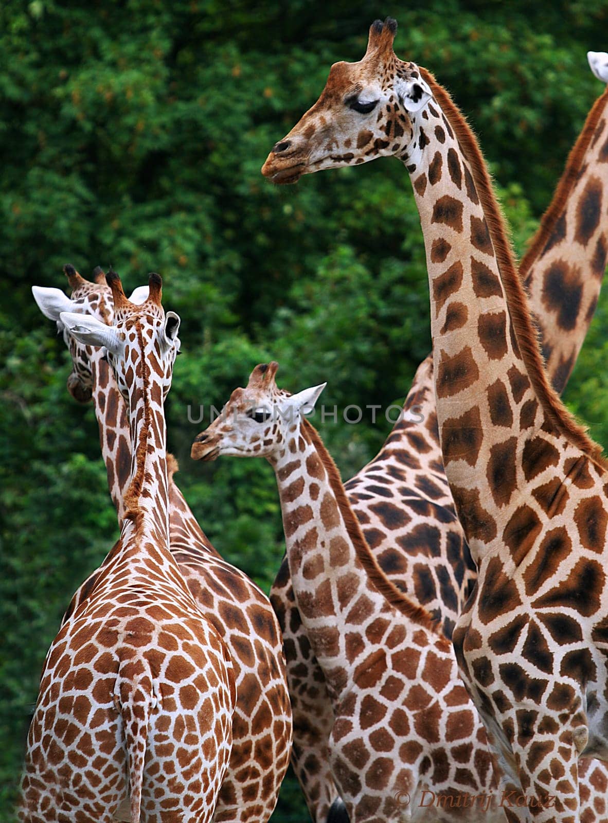 Giraffes