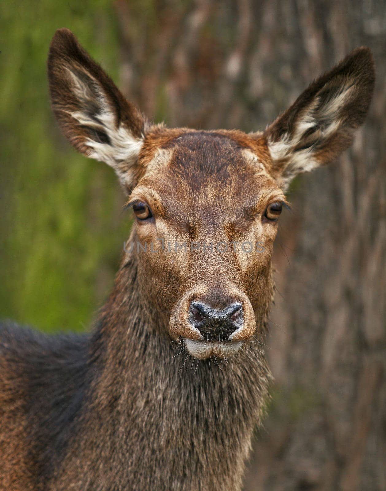 Deer