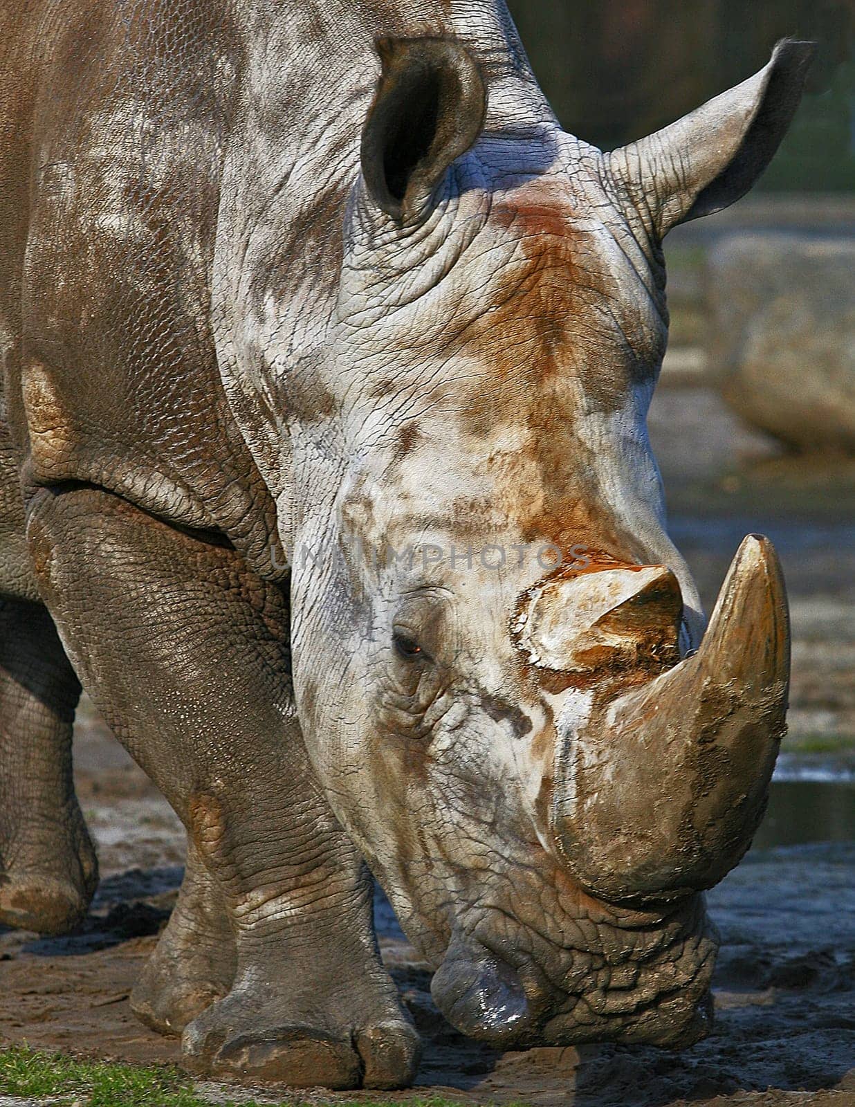 Rhinoceros