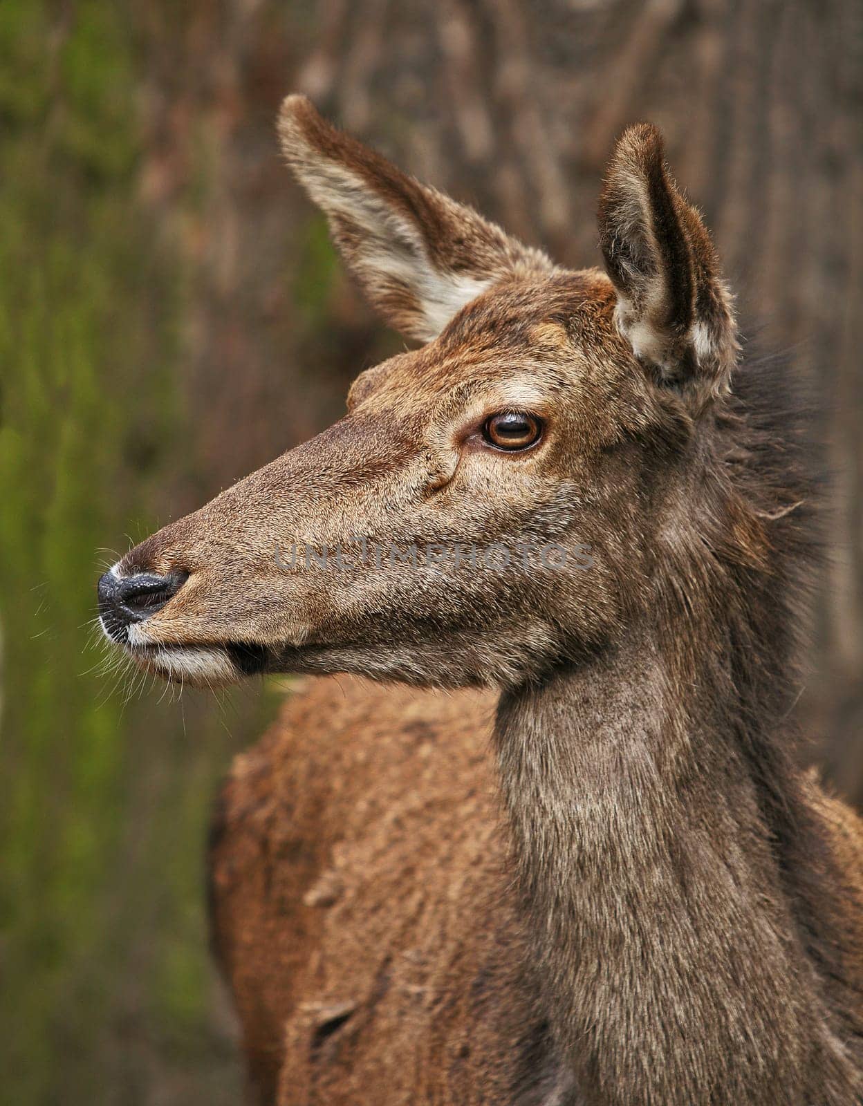 Deer