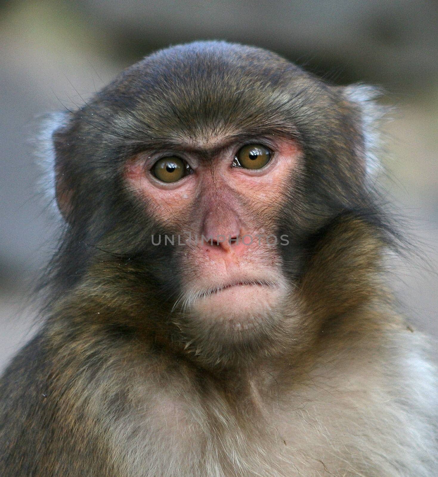 Monkey (Macaca fuscata)