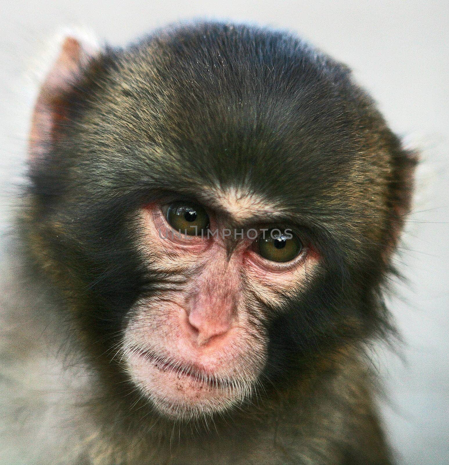 Moment (Macaca fuscata)
