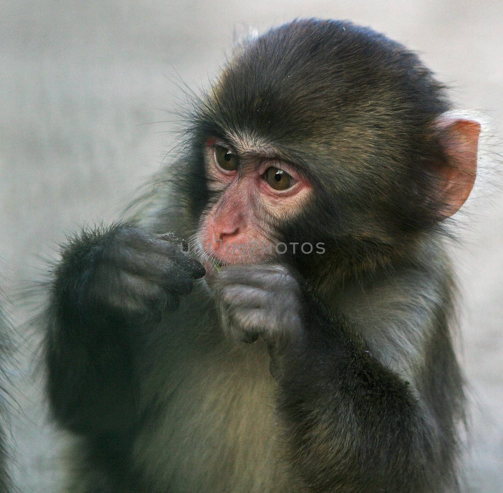Babies (Macaca fuscata)