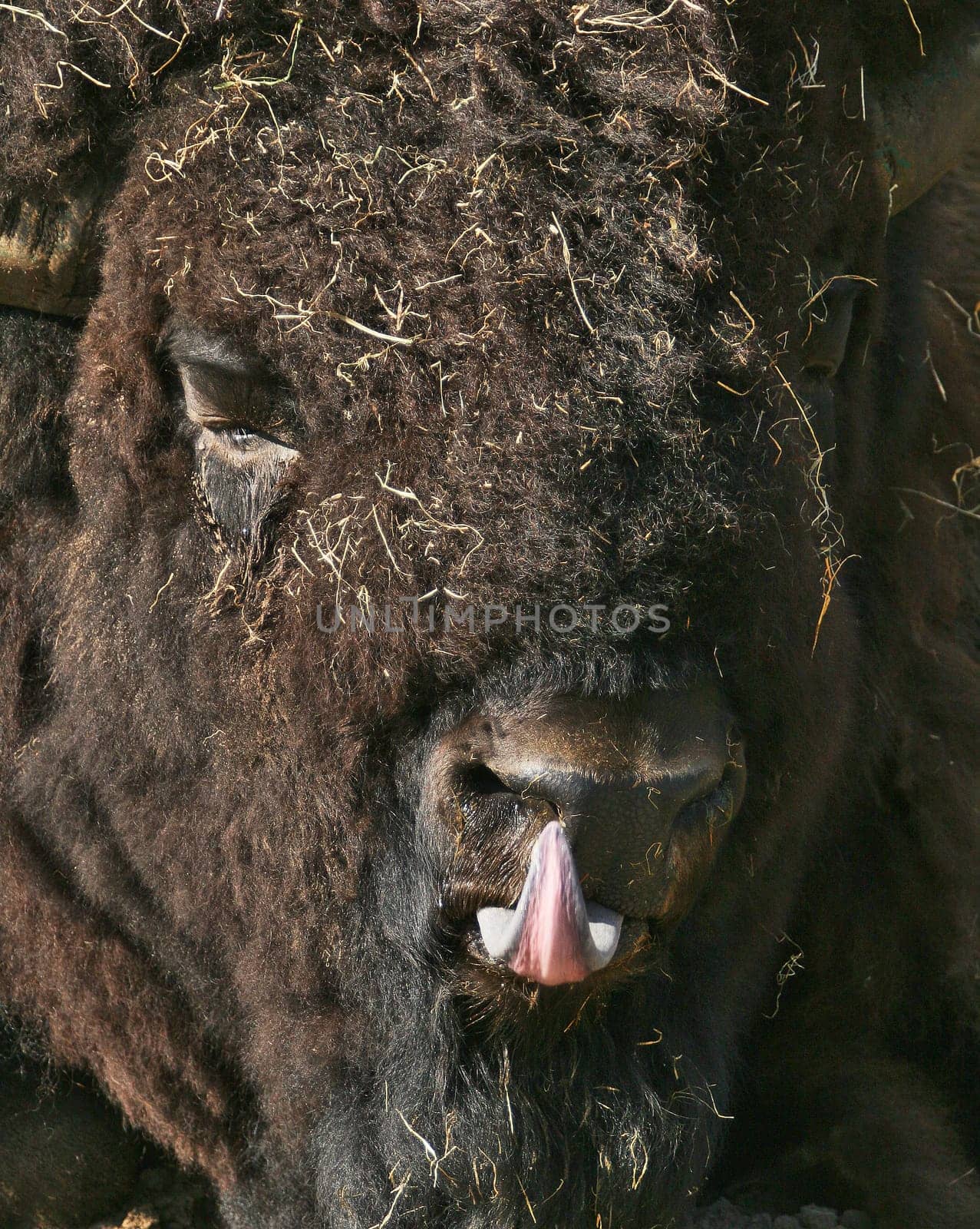 Bison