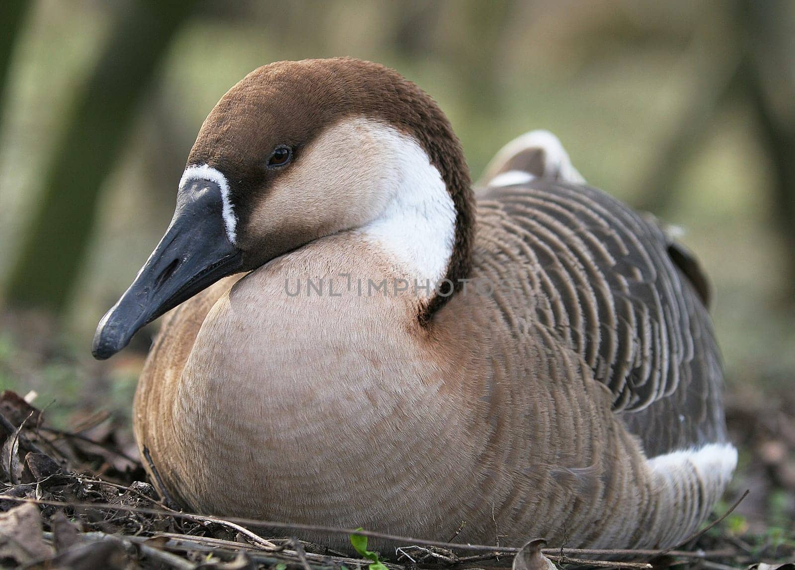 Goose