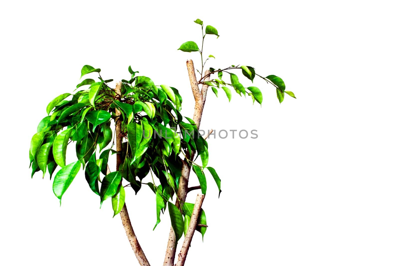 Ficus benjamina