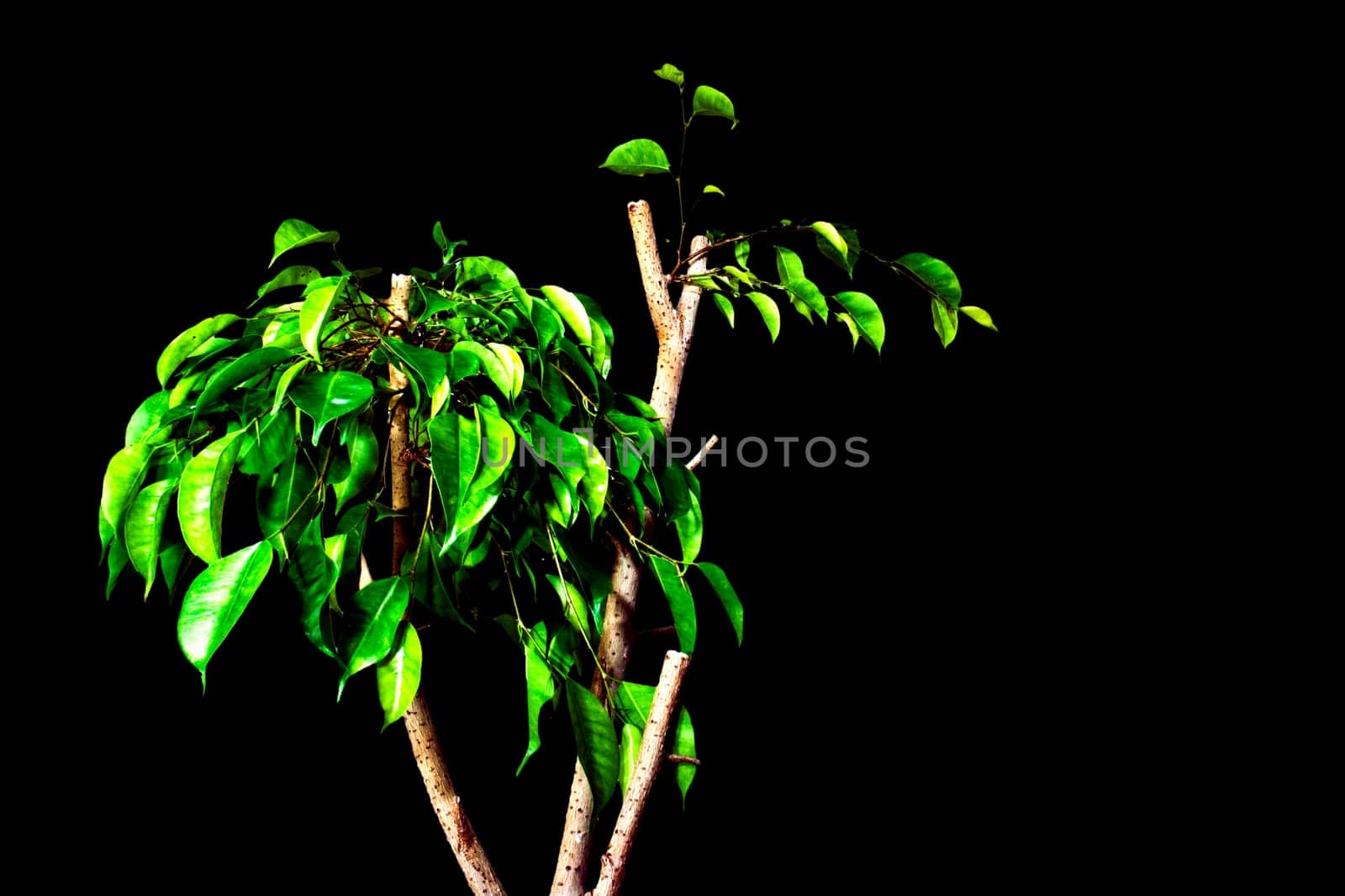 Ficus benjamina