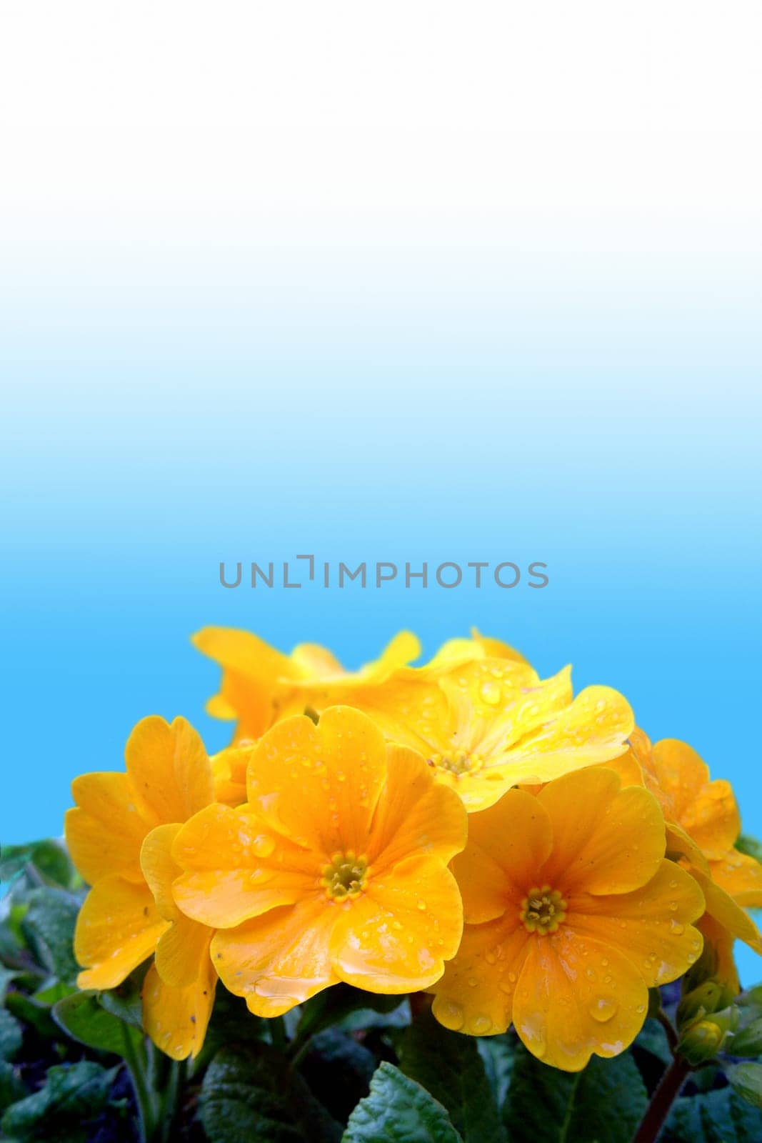 yellow primrose (Primula vulgaris hybrids)