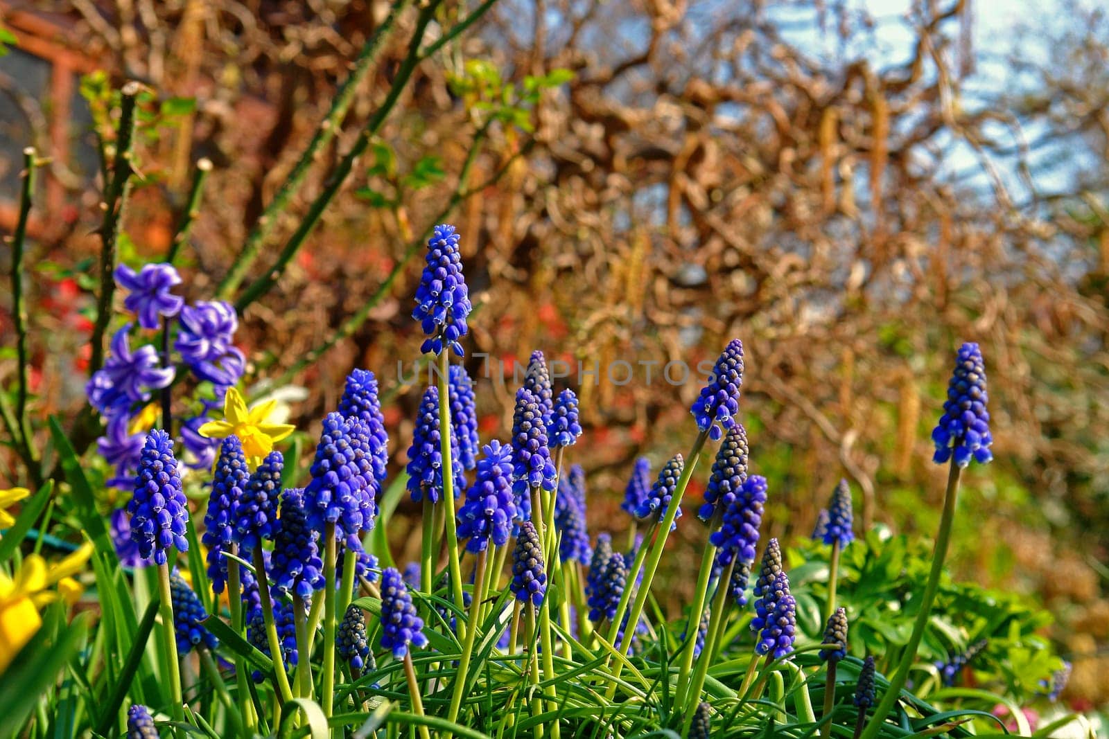 Small grape hyacinth (Muscari botryoides)
