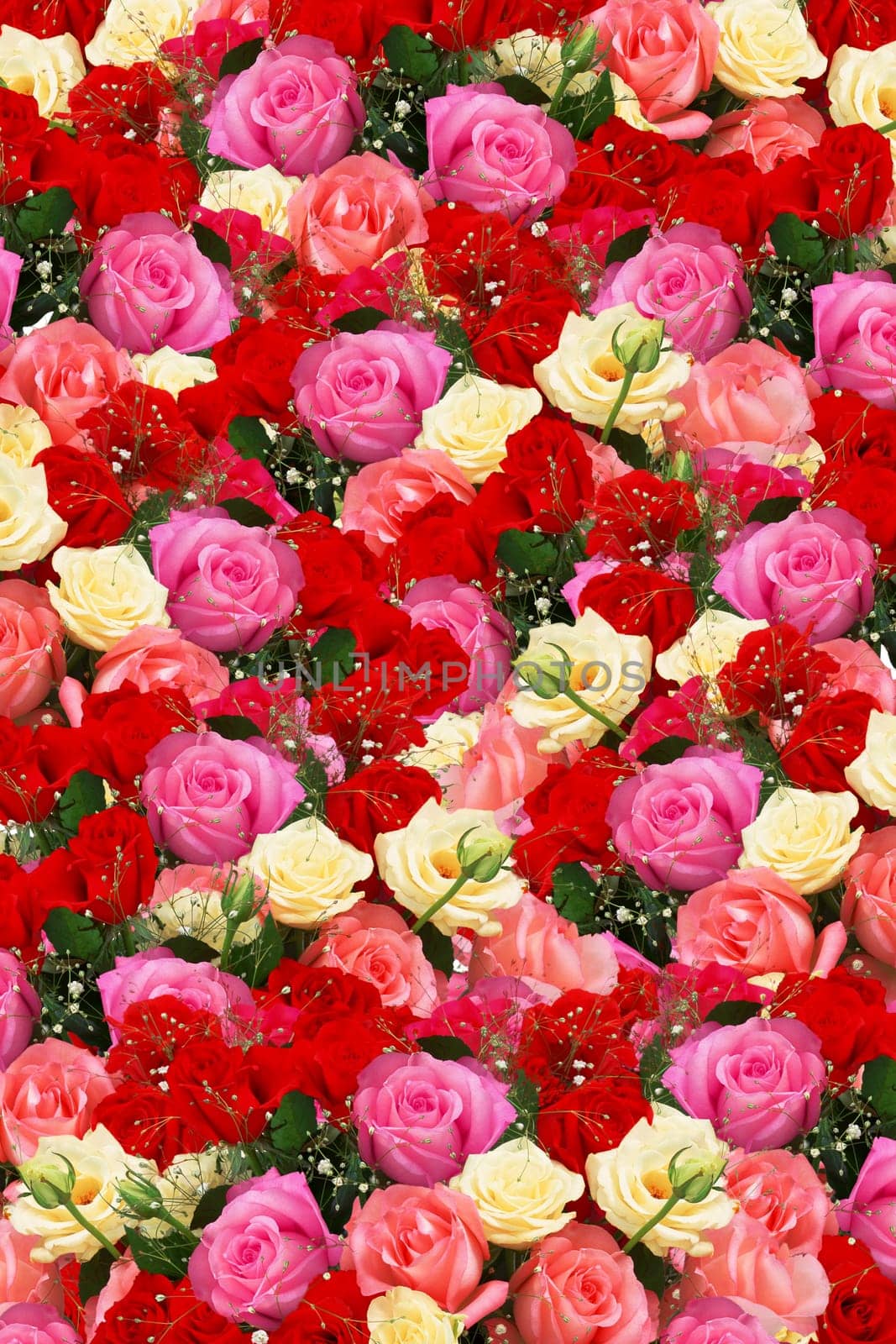 Roses - Texture
