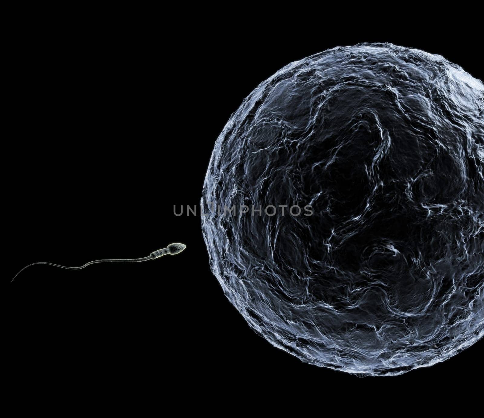 Sperm and egg