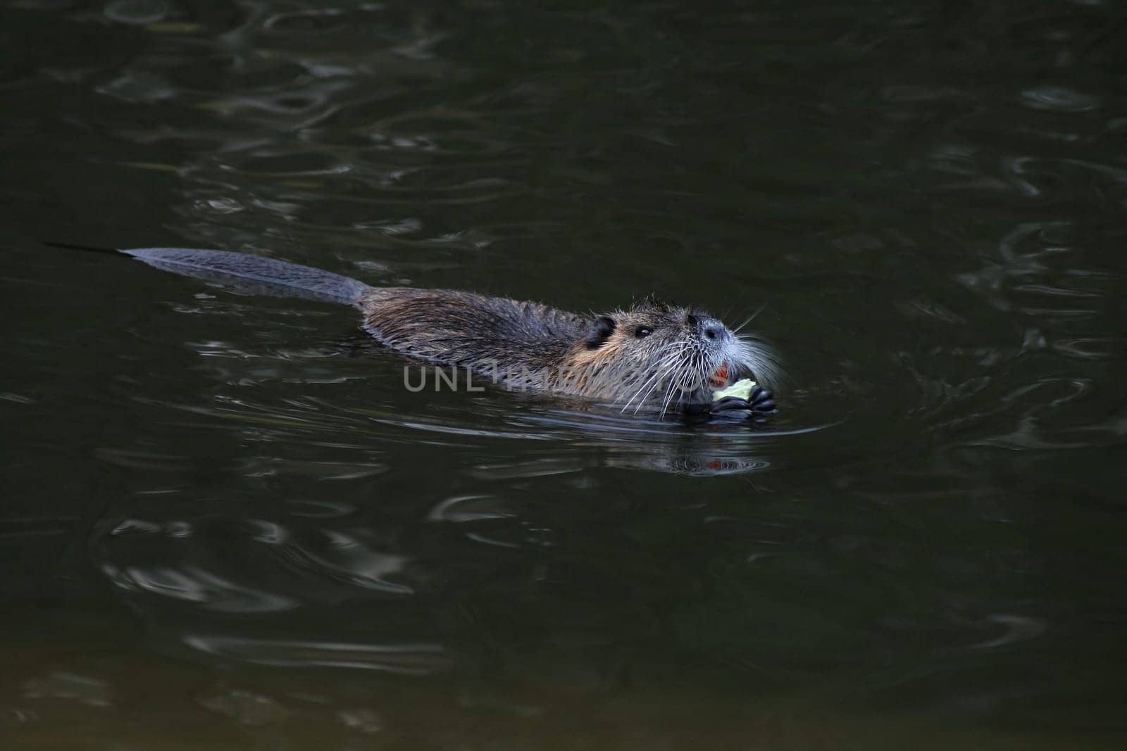 River dwellers